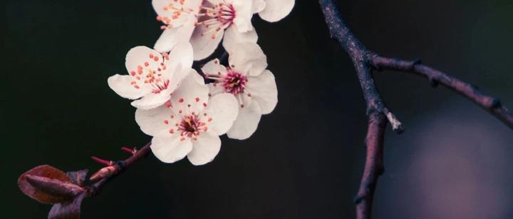 诗词|“风月篆影青,一泪种春红” - 知乎