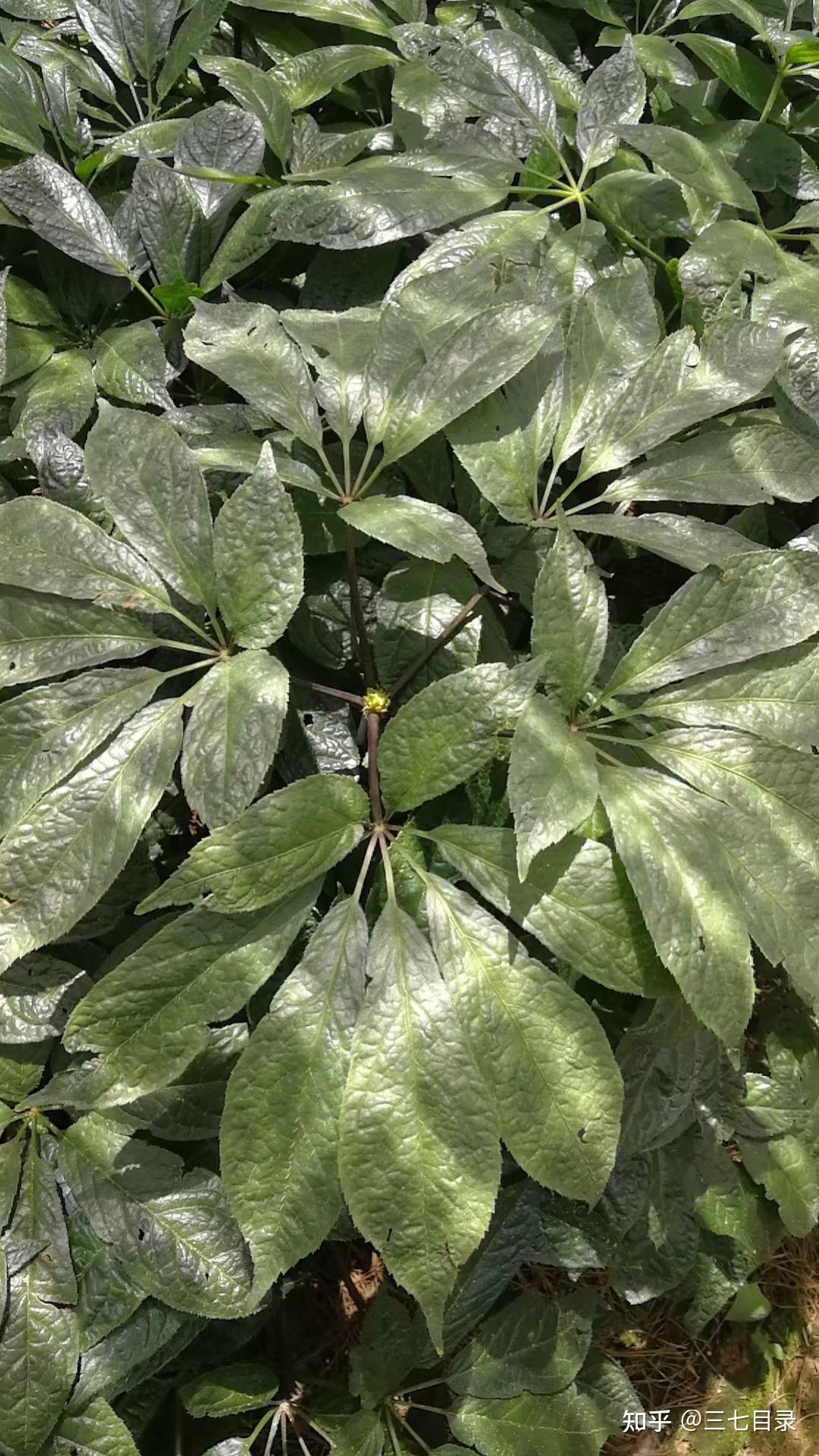 问这棵树叫啥我爸妈听别人说叫三七能治伤,还要泡水喝?