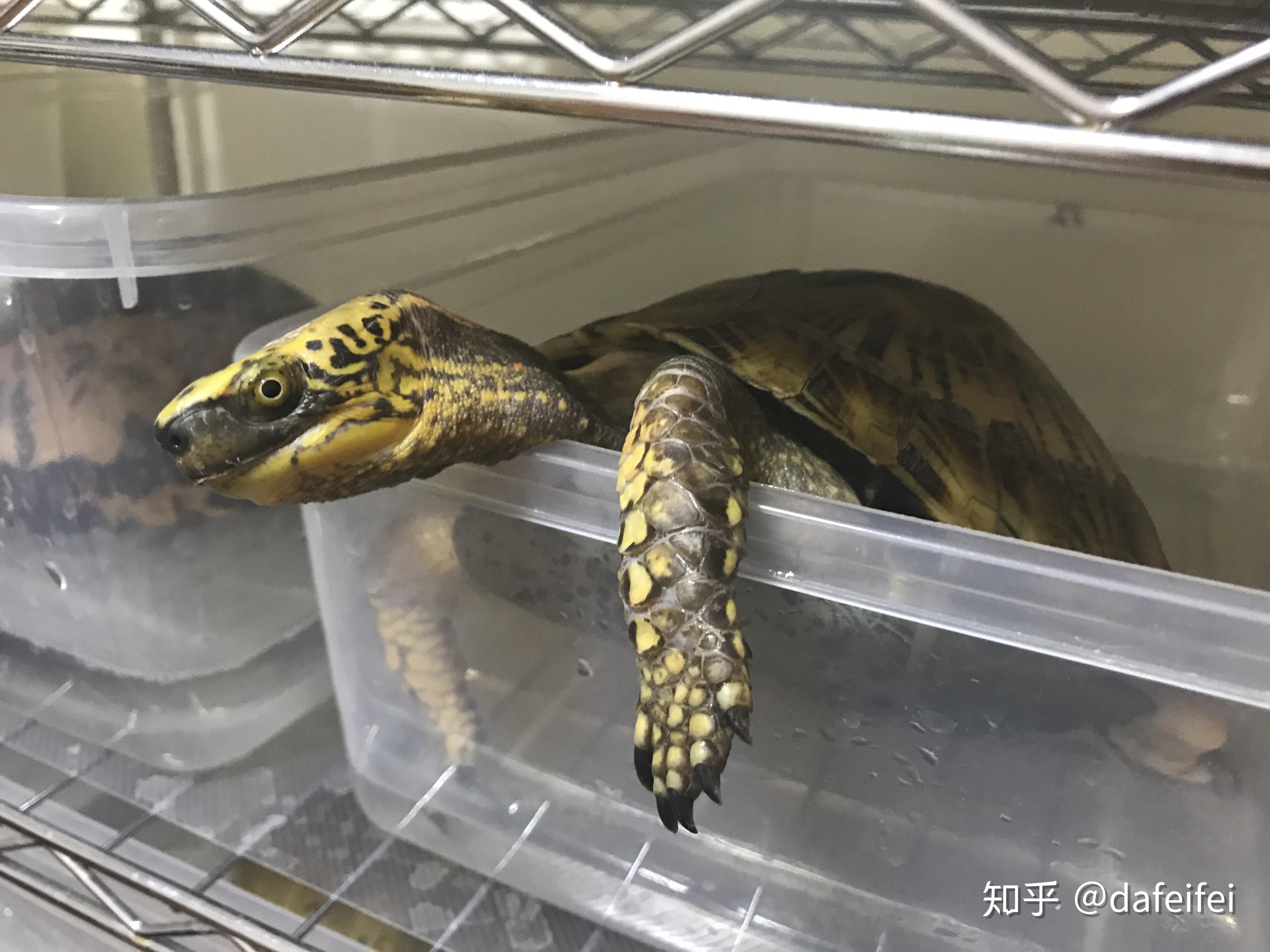 地图龟,可以在20公分水深可以养不 吗?背甲4公分? - 知乎