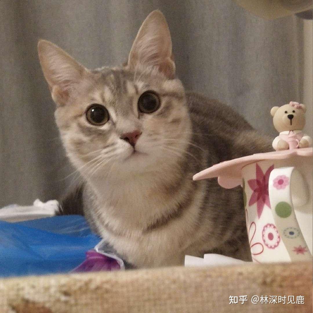 请问这是美短鱼骨纹吗?