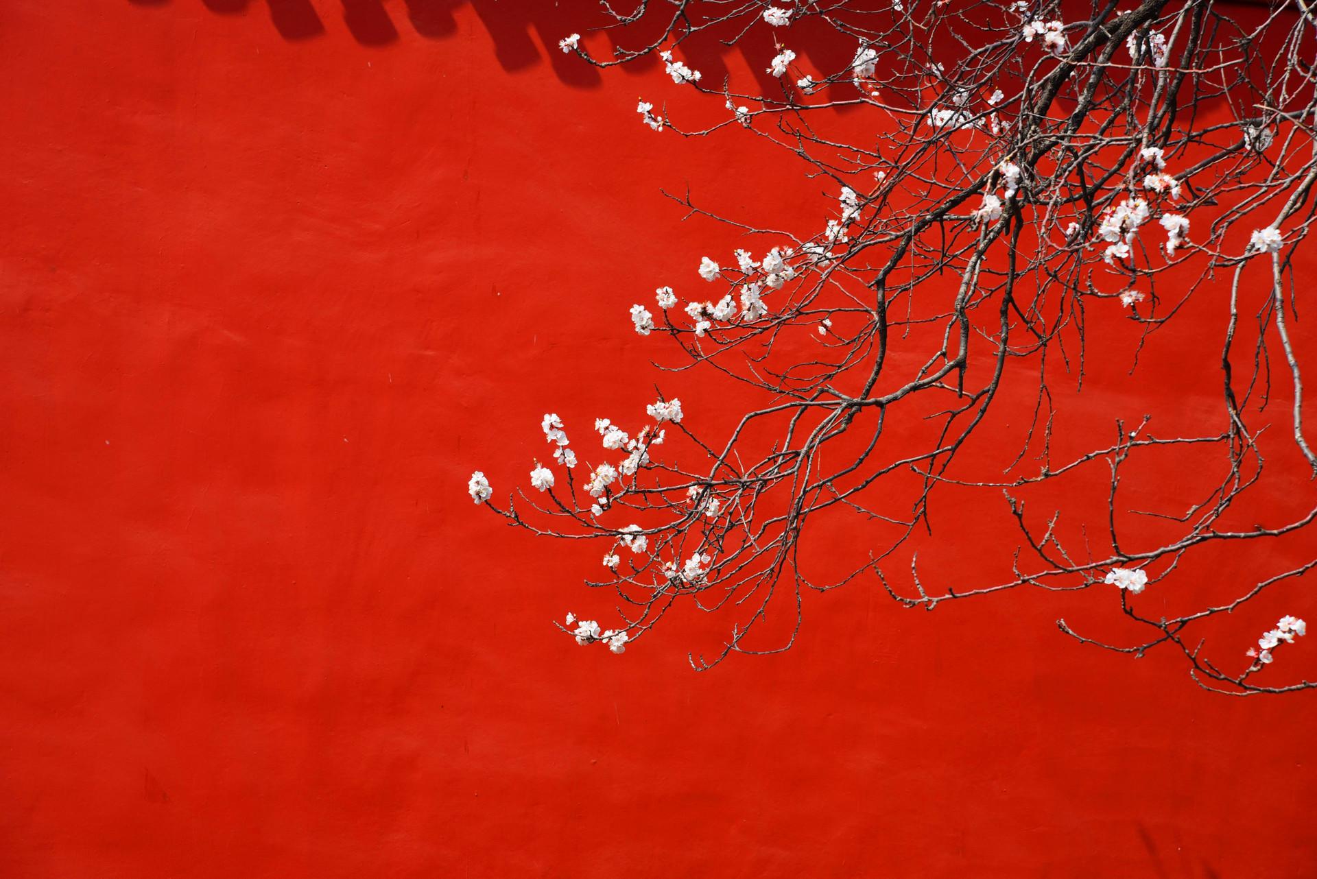 北京故宫的春天有多美? - 知乎