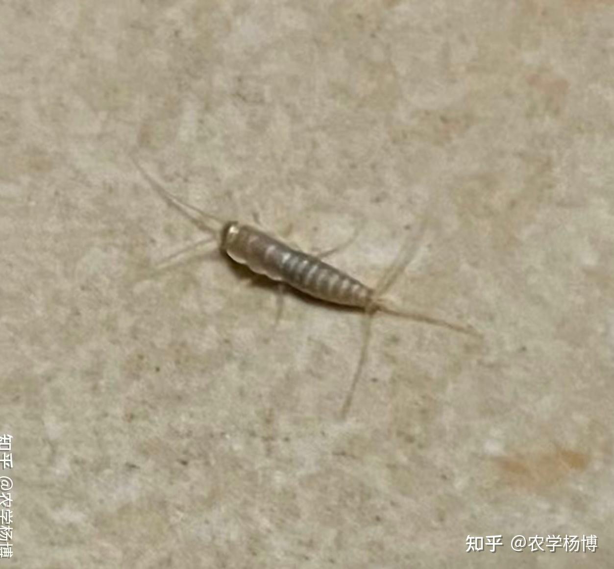 家里地板上和书里发现的,这是什么虫子?