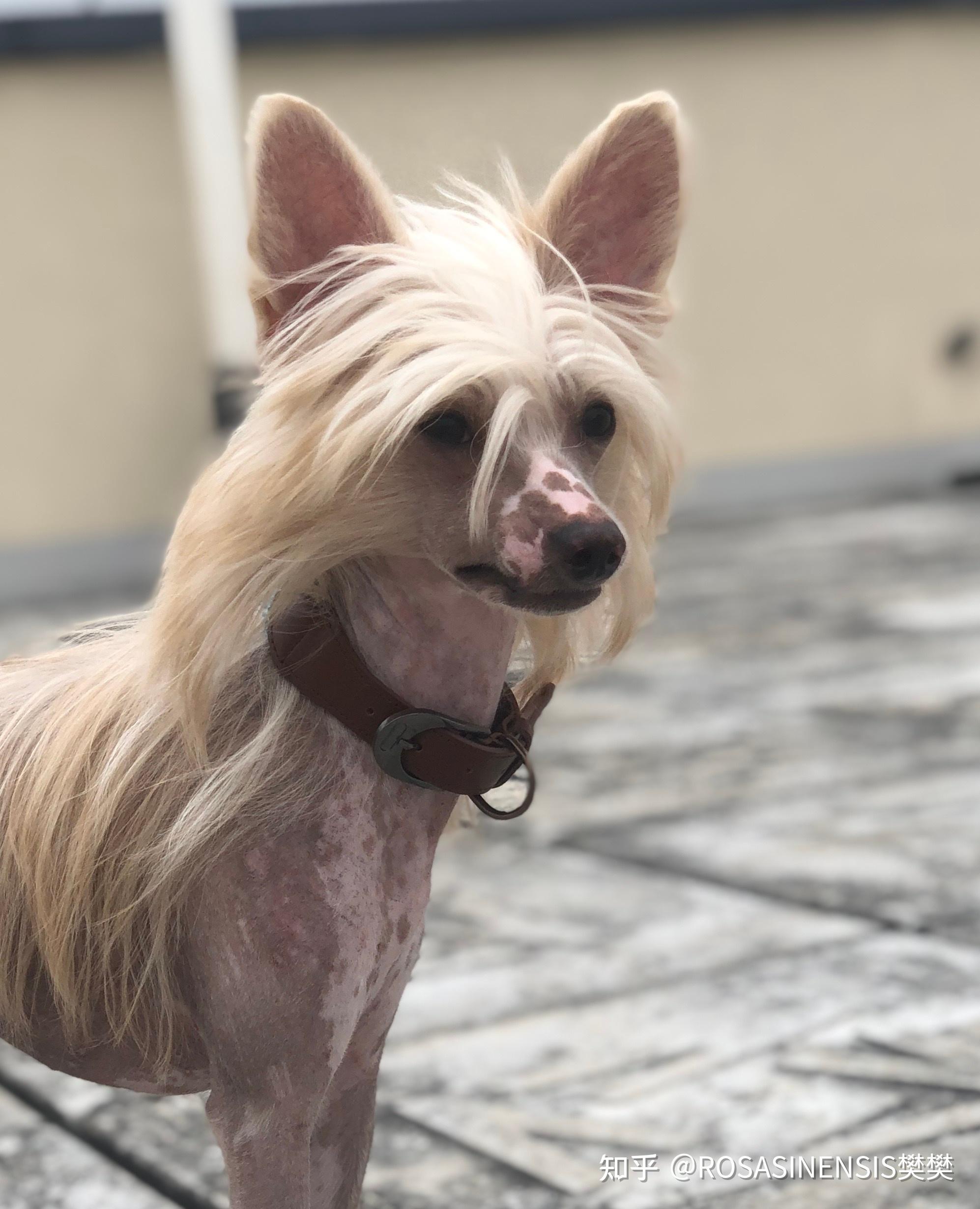 养中国冠毛犬是怎样的体验? - 知乎