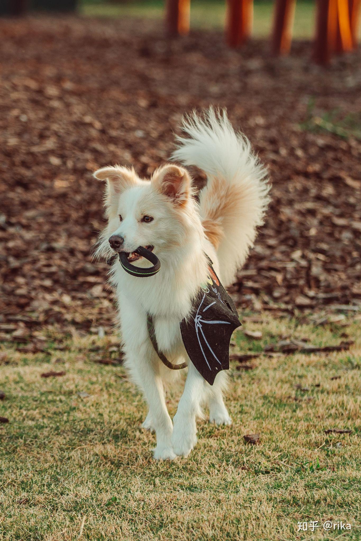 金毛边牧(金边)有多好看,多帅气? - 知乎