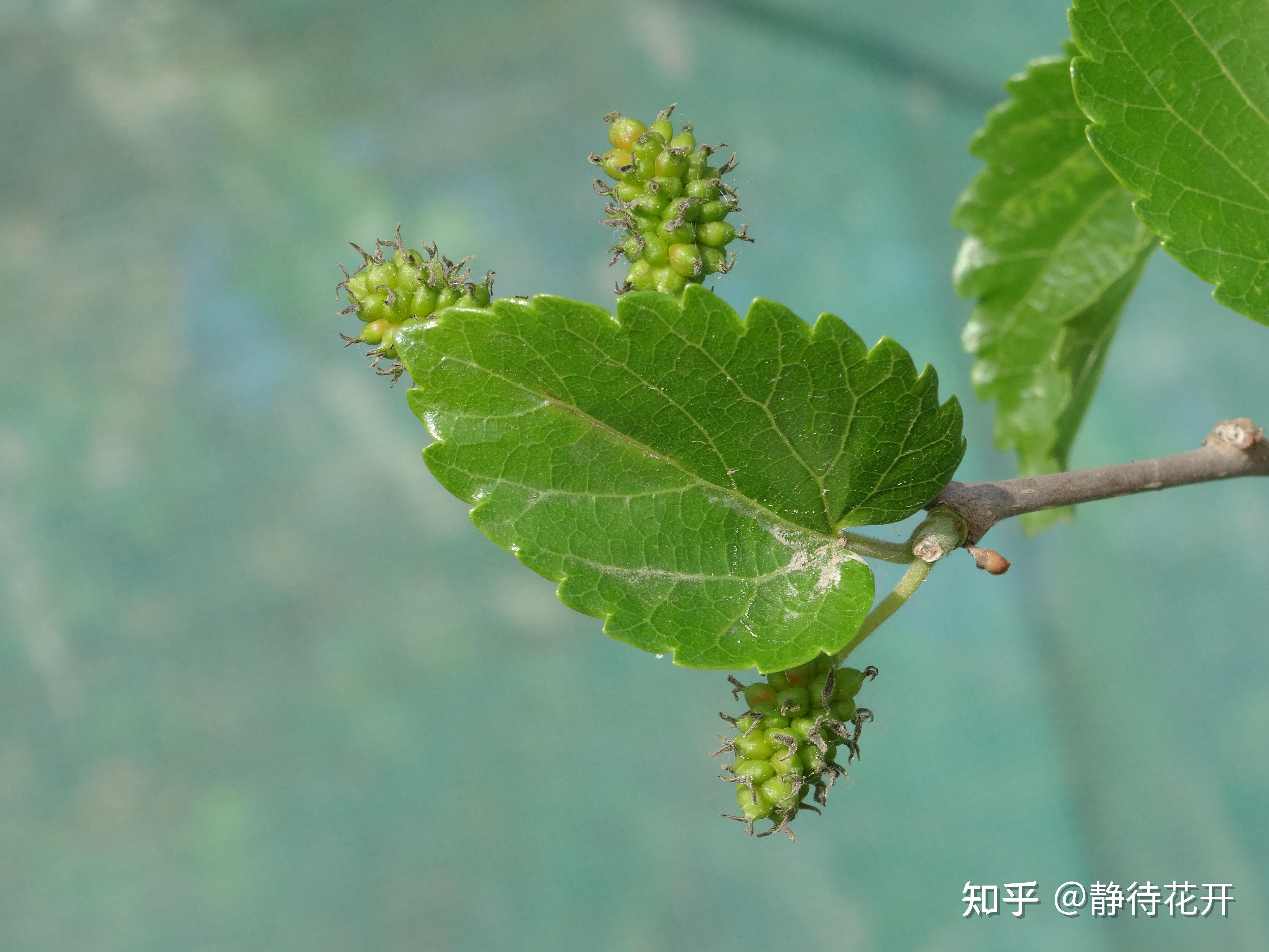 如何辨认桑树,比如片特征,形态特点之类的? - 知乎