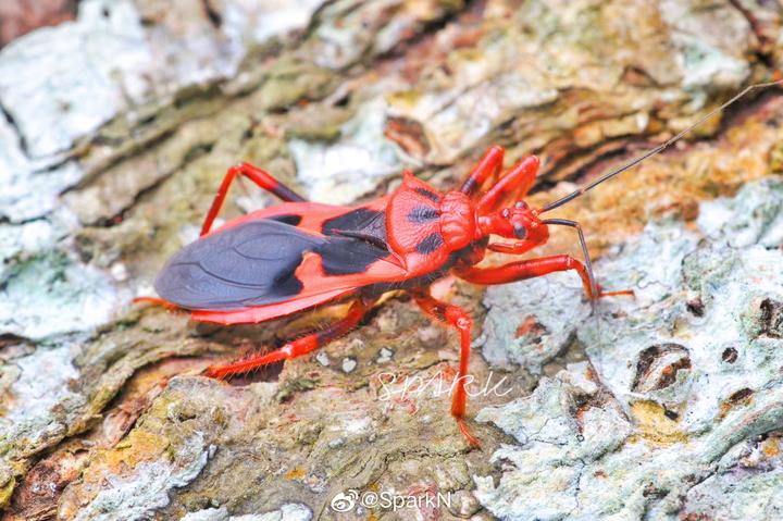 【科普】猎蝽科与姬蝽科的区分