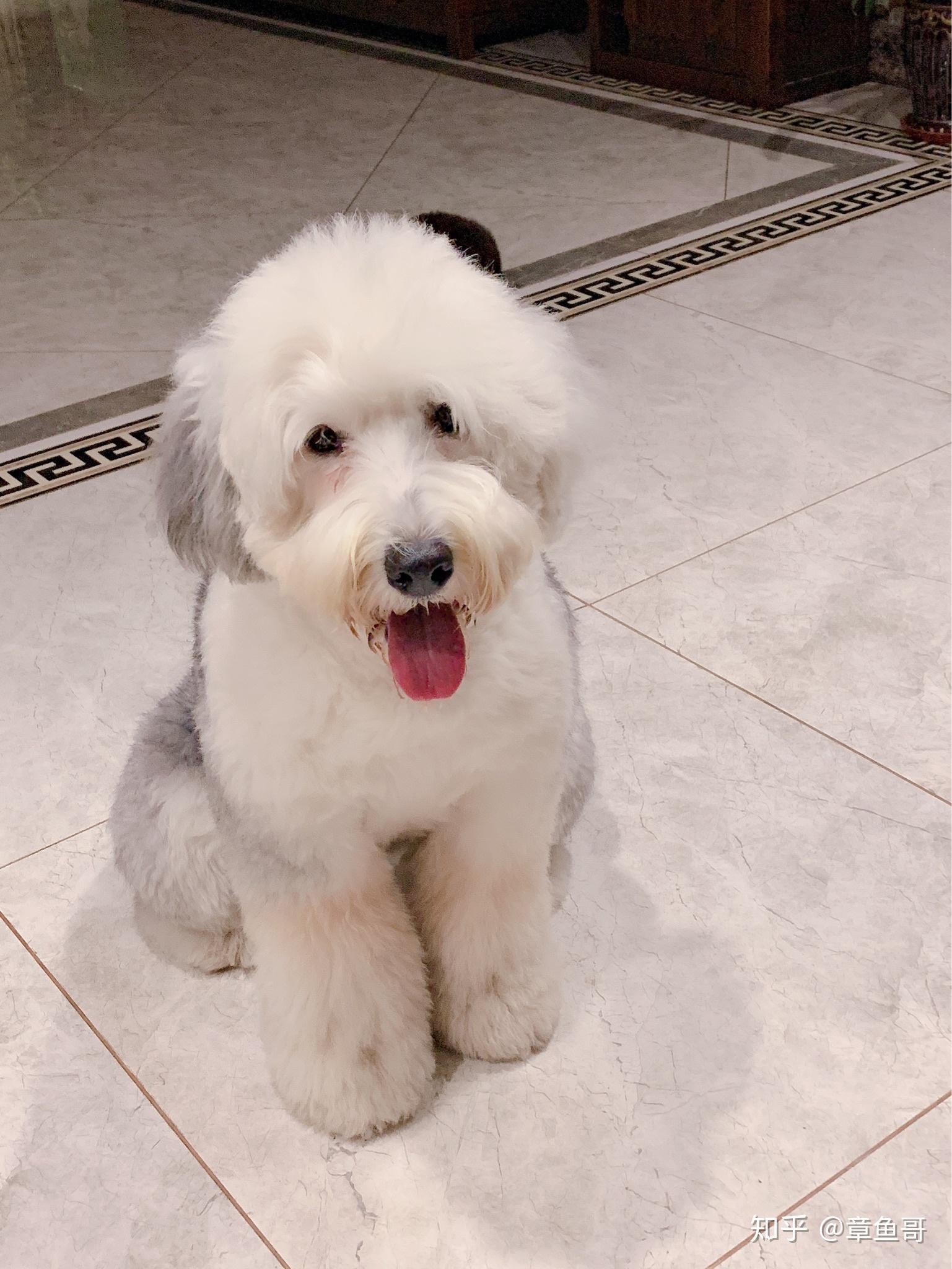 求一只古牧的日常. - 知乎