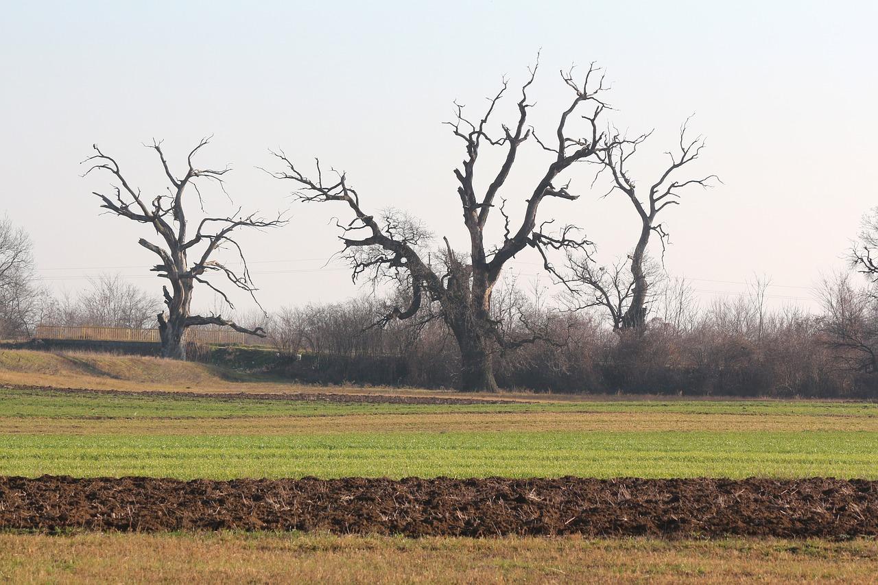 4. 白橡树价格走势