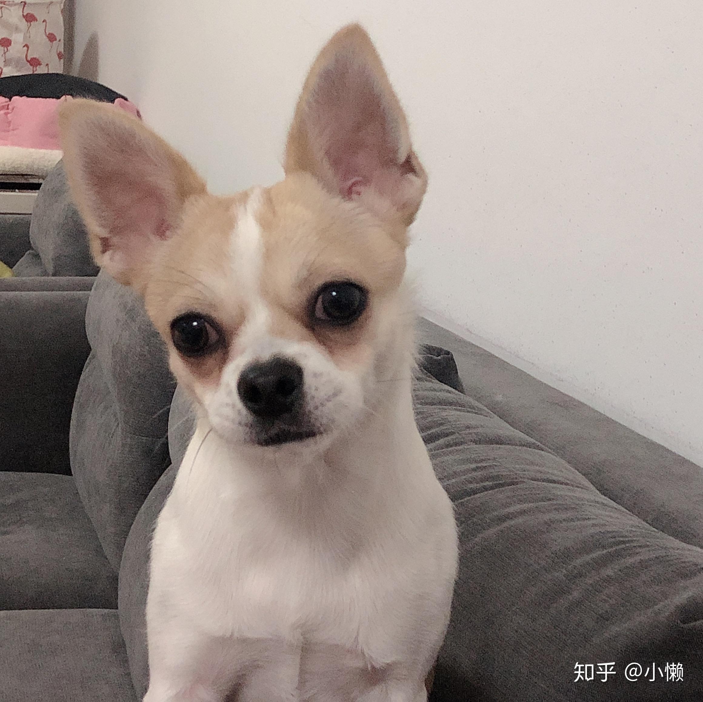 土狗 吉娃娃长什么样子? - 知乎