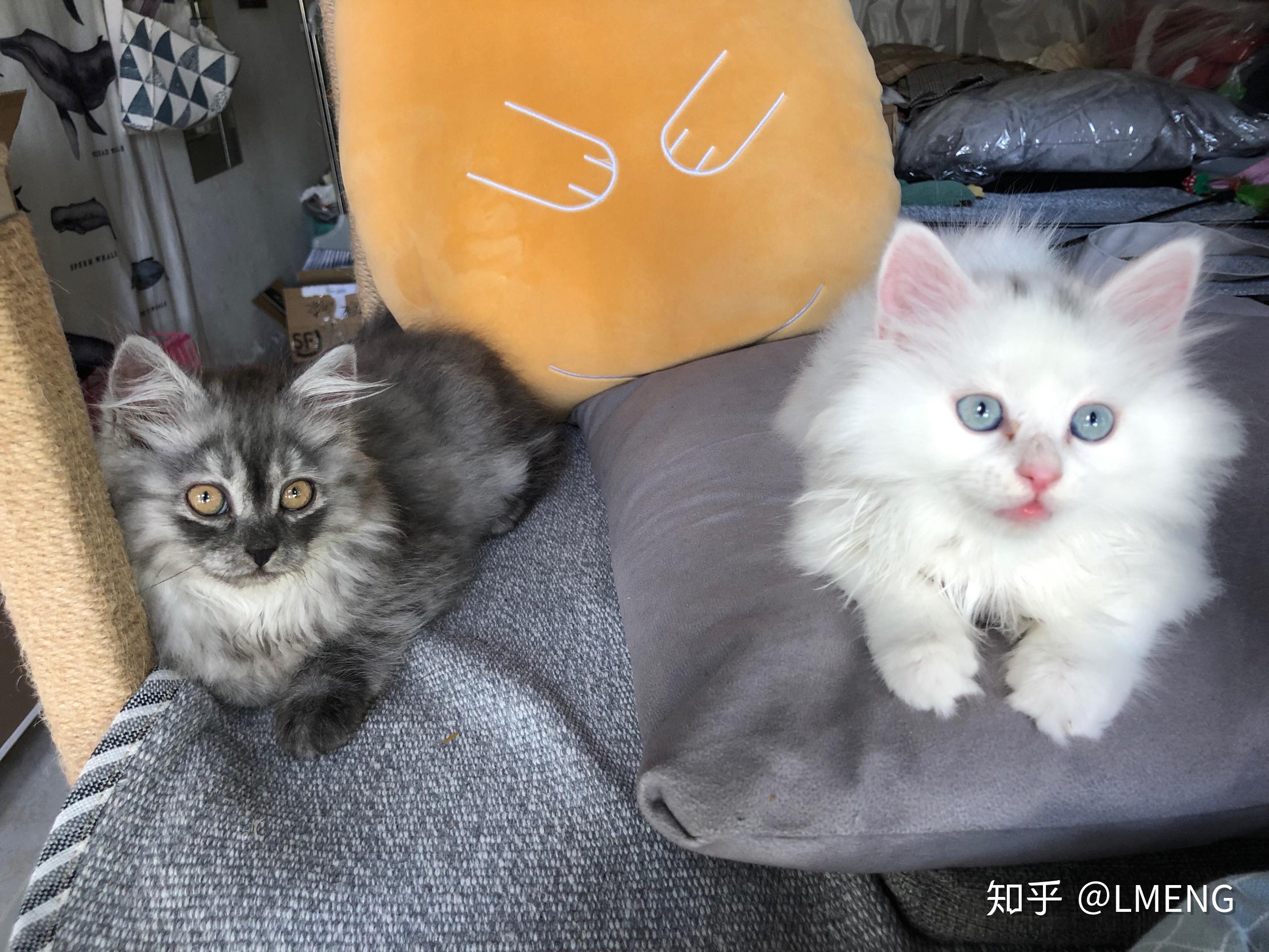 英短和土猫串串的宝宝长大了是什么样? - 知乎