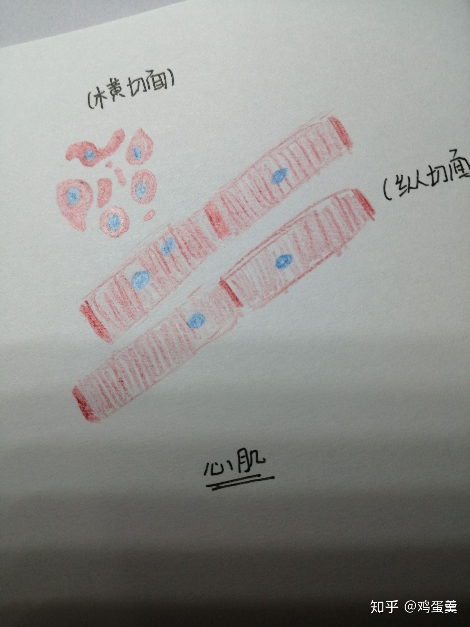 请问心肌红蓝铅笔手绘图怎样画