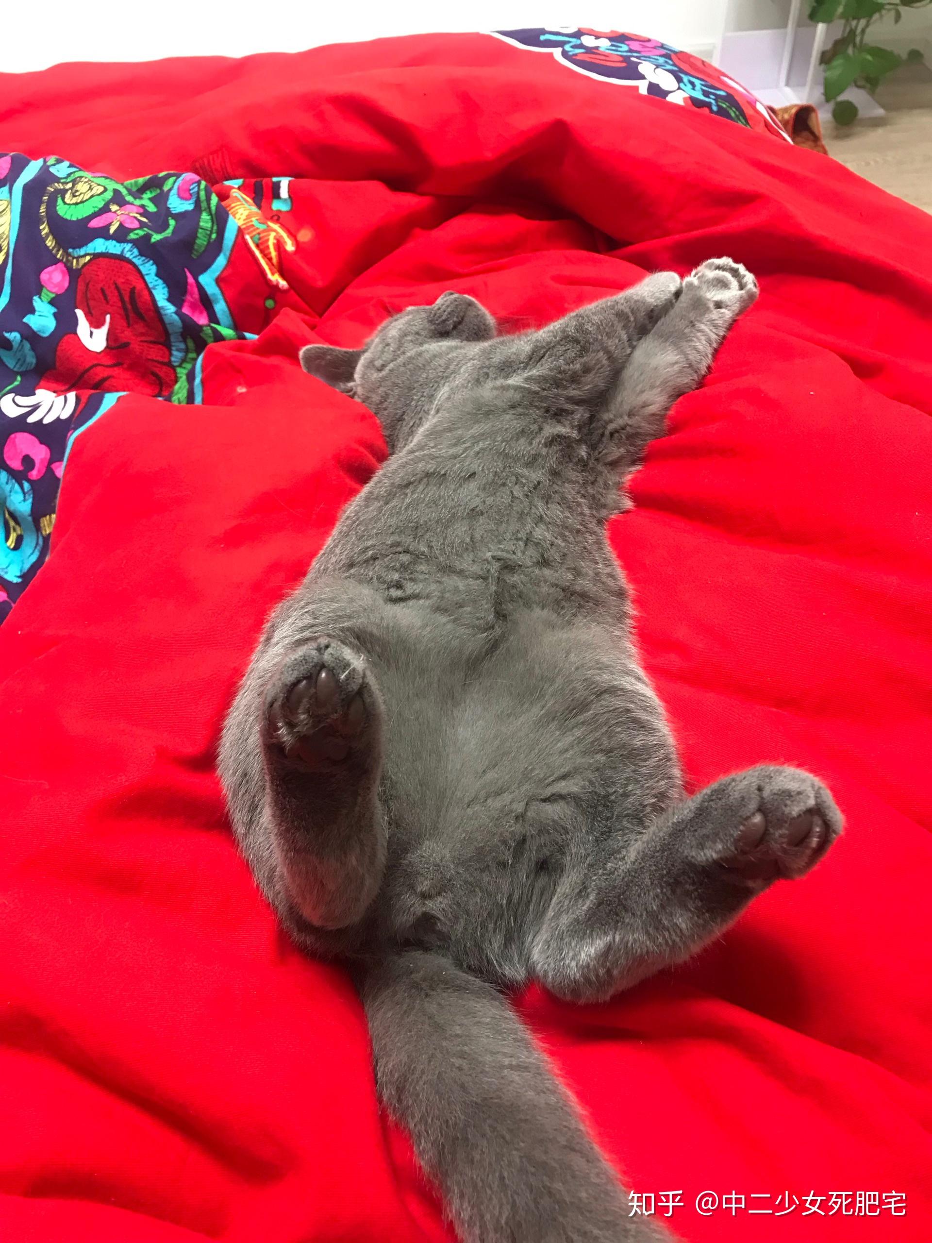 猫咪怎么分公母?