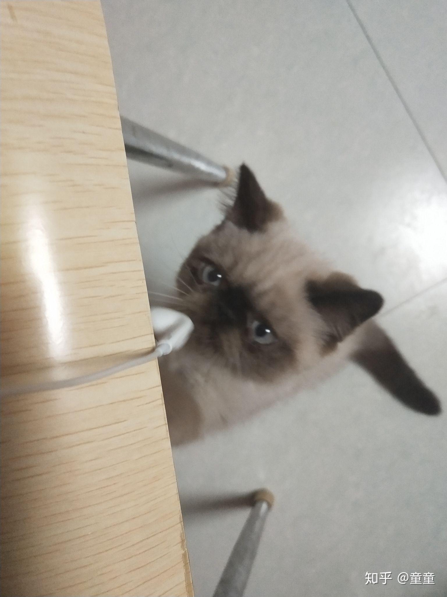 有人见过暹罗和加菲串出来的猫么?