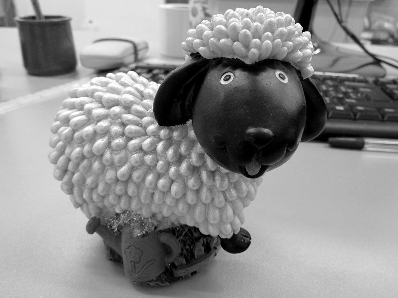 羊肉适合和什么一起吃