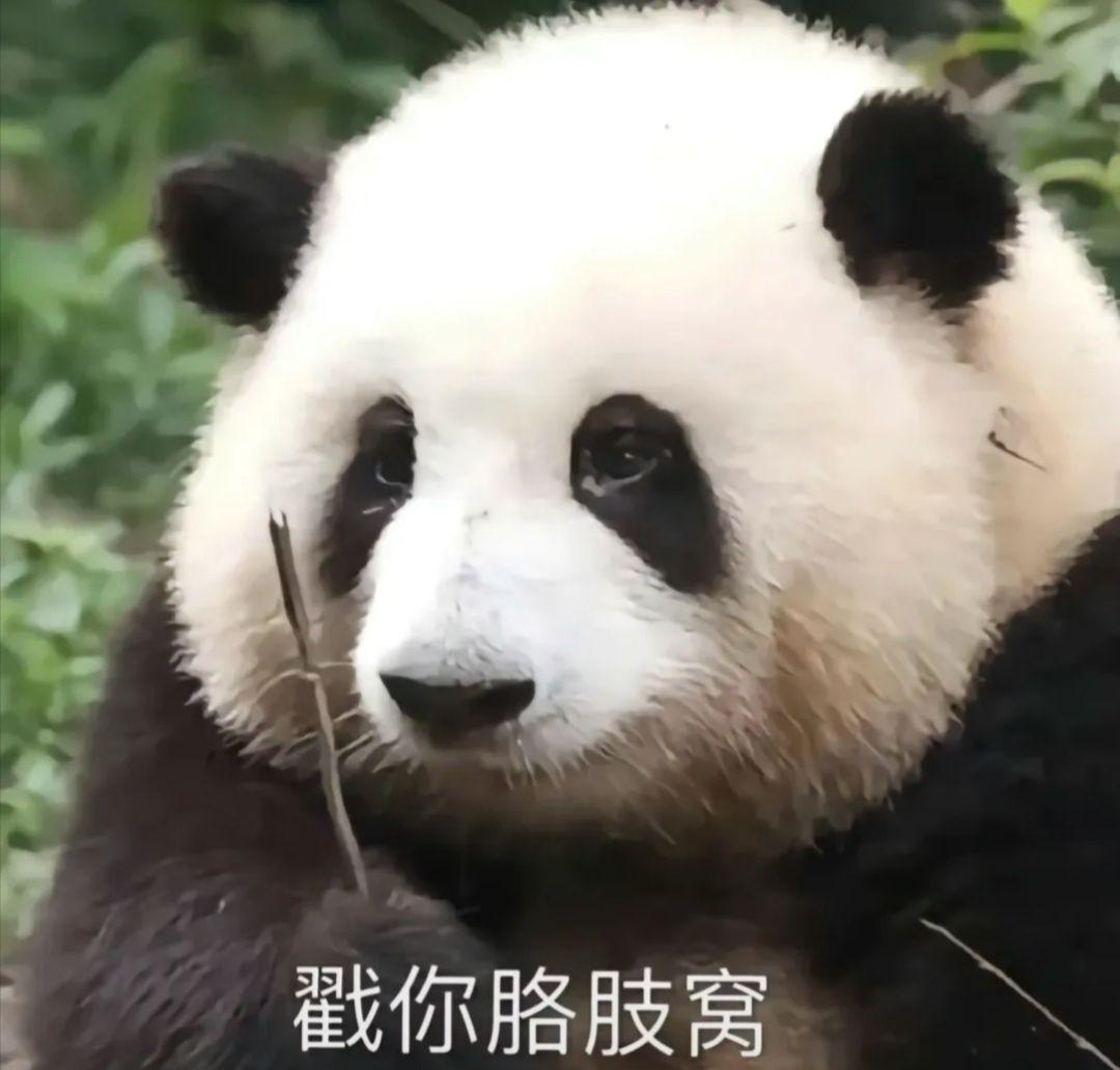 超可爱的熊猫表情包