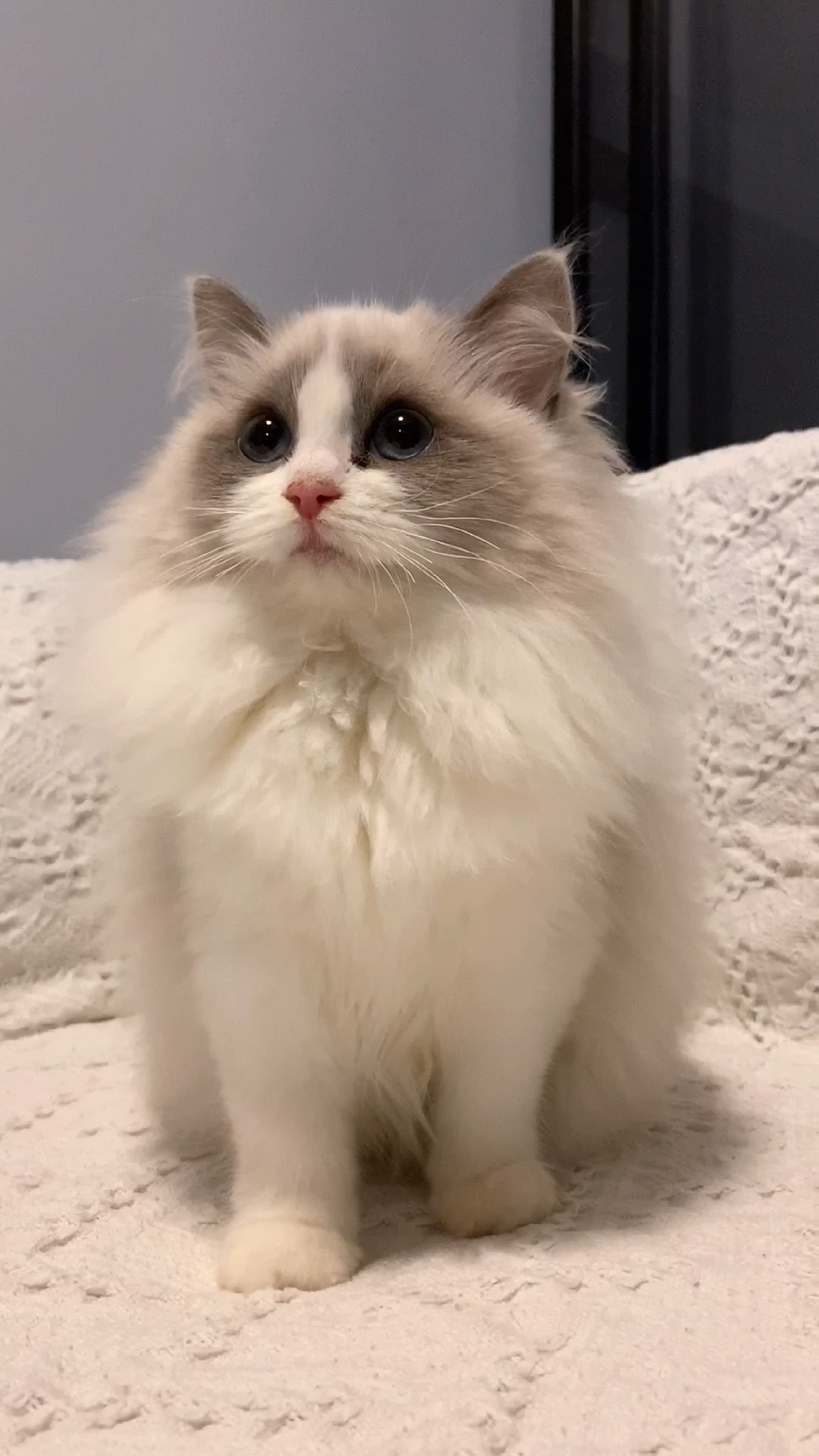 布偶猫面具开脸重要吗?