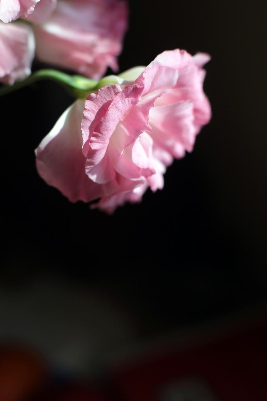 2. 热压机市场行情