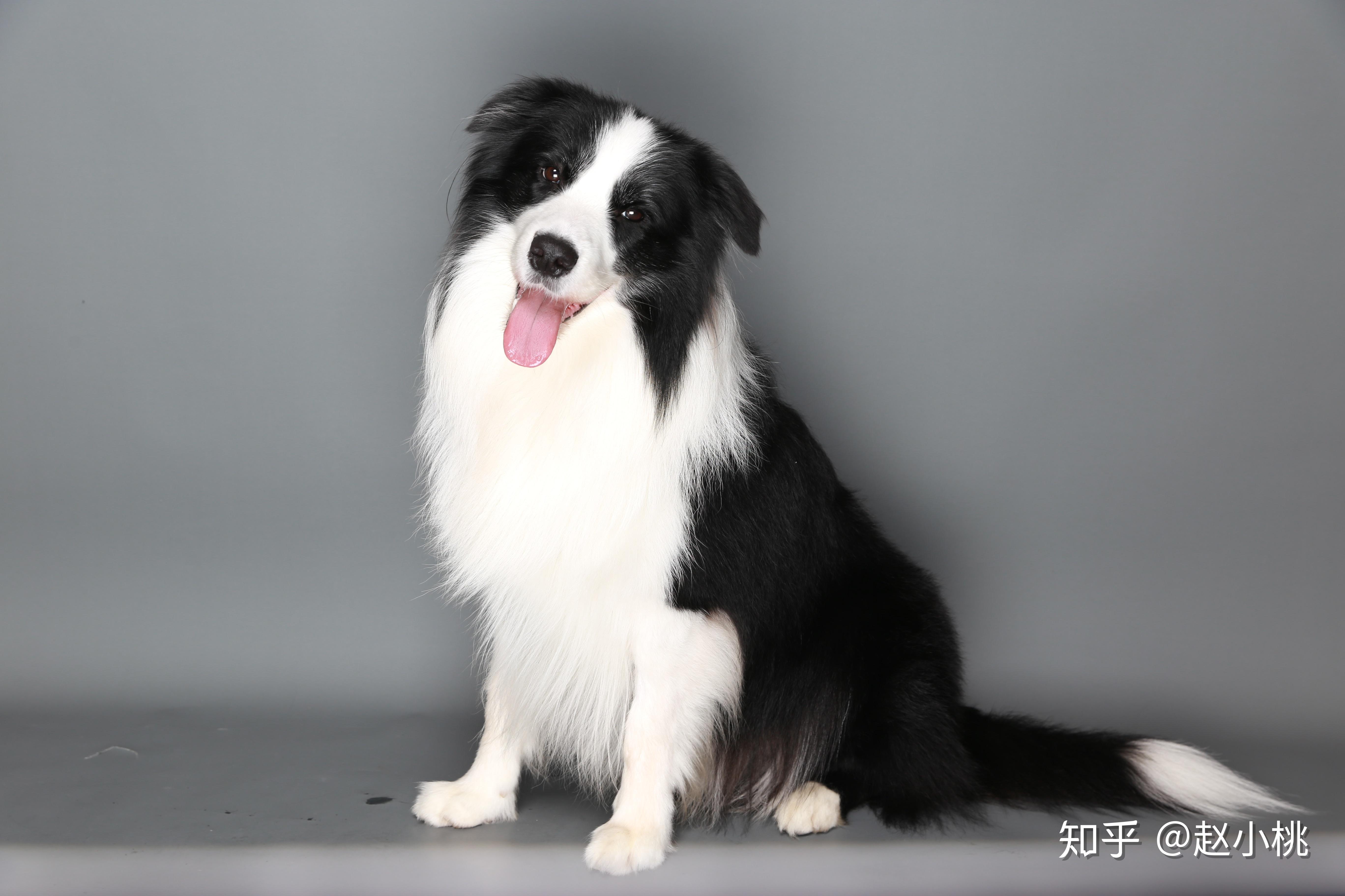 养边牧是一种什么样的体验?