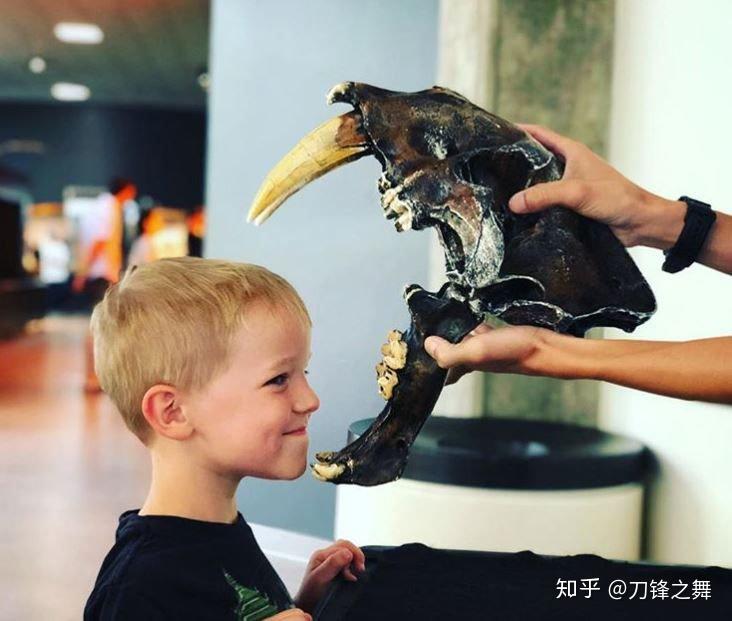 剑齿虎打得过狮子老虎吗?(剑齿虎与狮子体型对比)