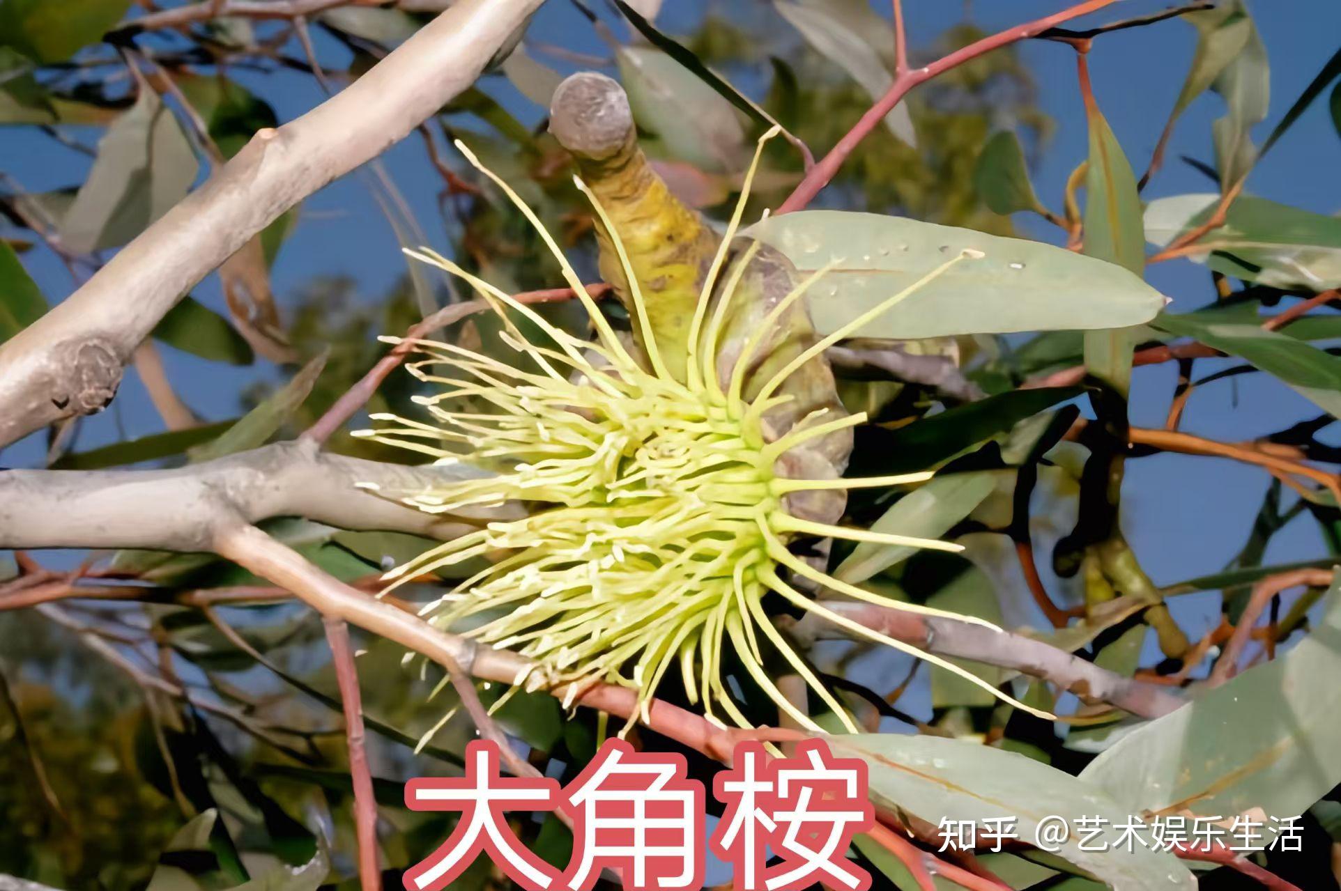 桉树的种类有哪些 - 知乎