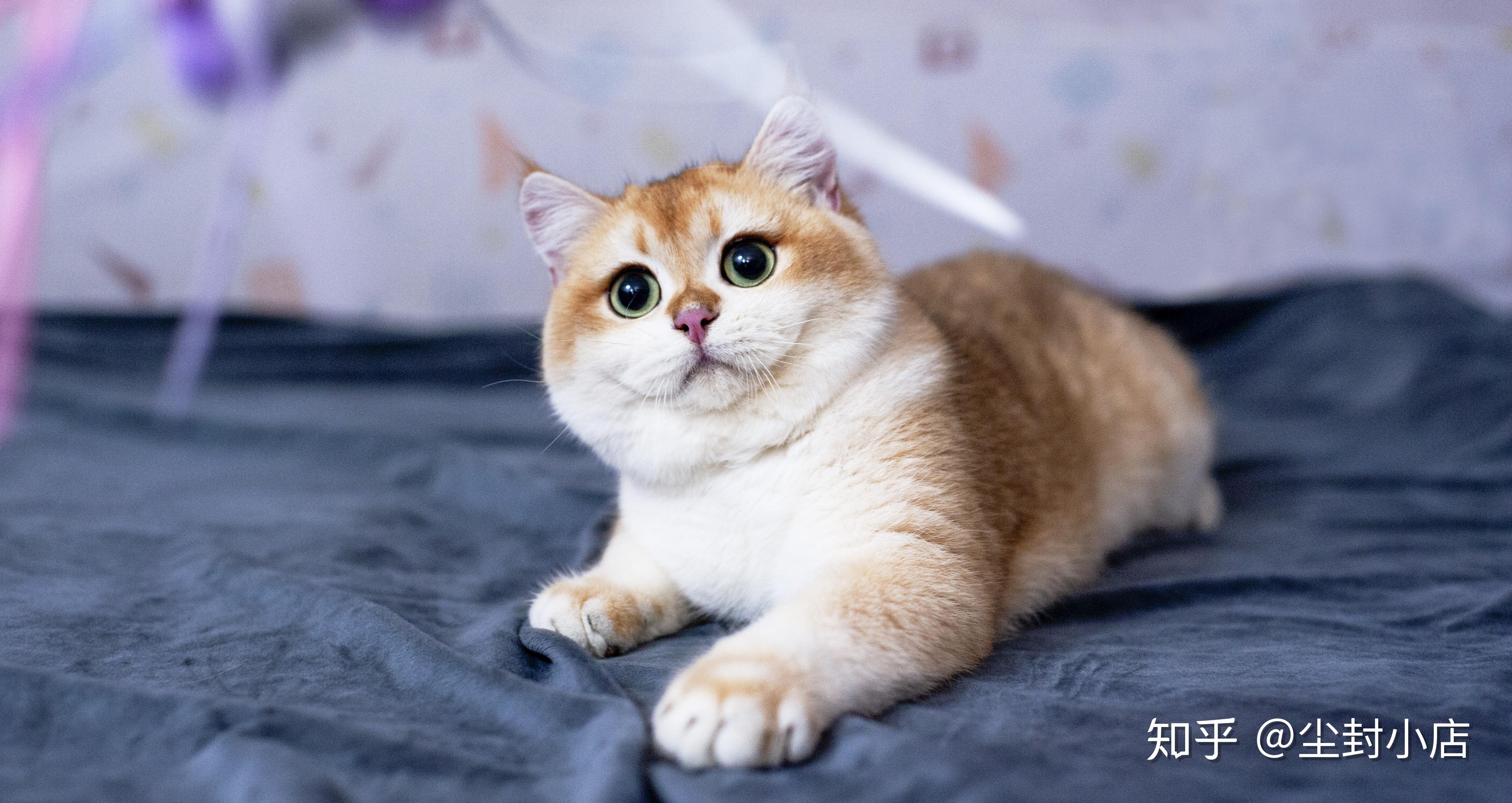 请问这只英短金渐层是ny11 ny12 ny25的哪一种? - 知乎