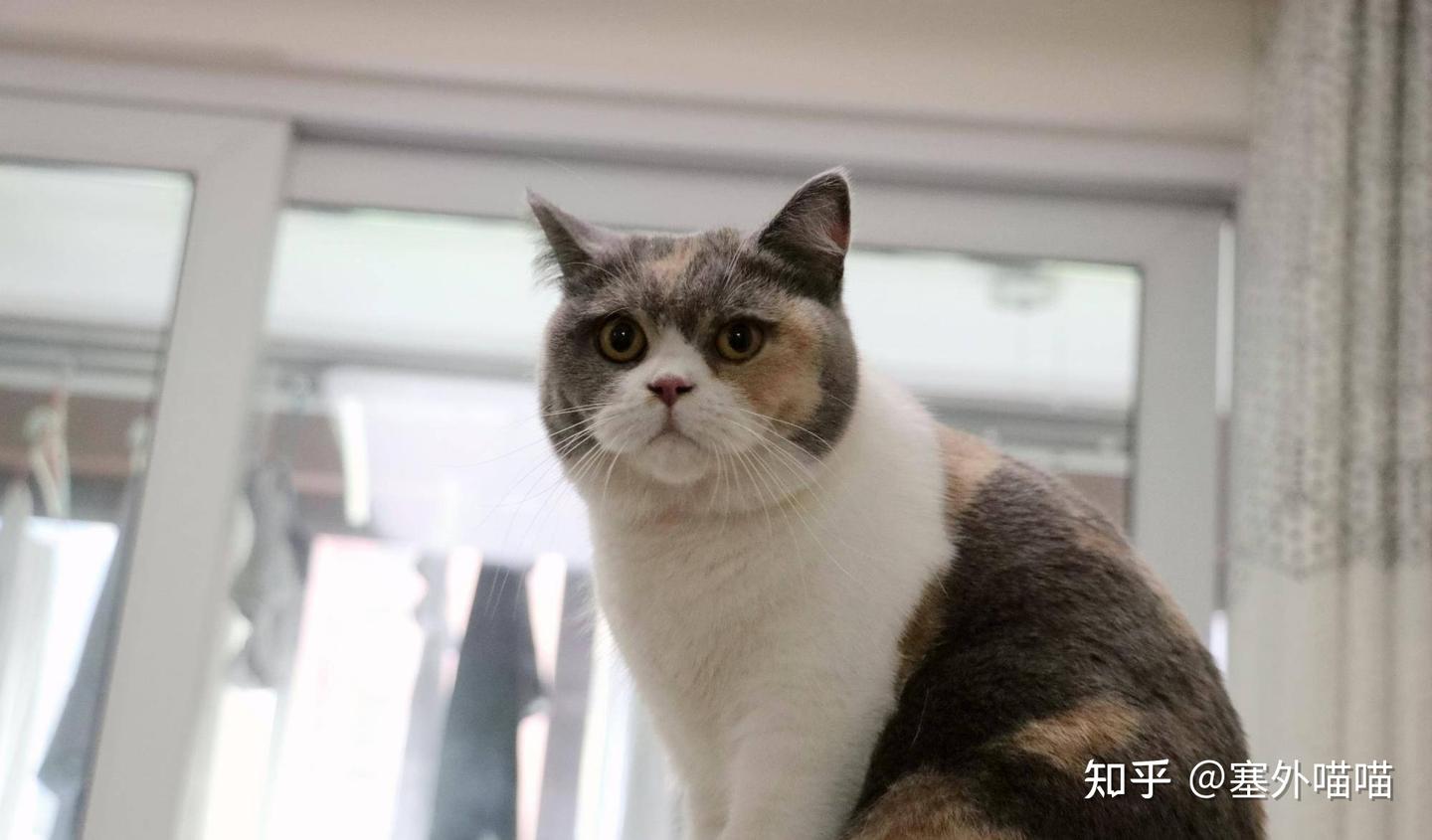 三花猫是公猫还是母猫：这里有最科学的解答！ - 知乎