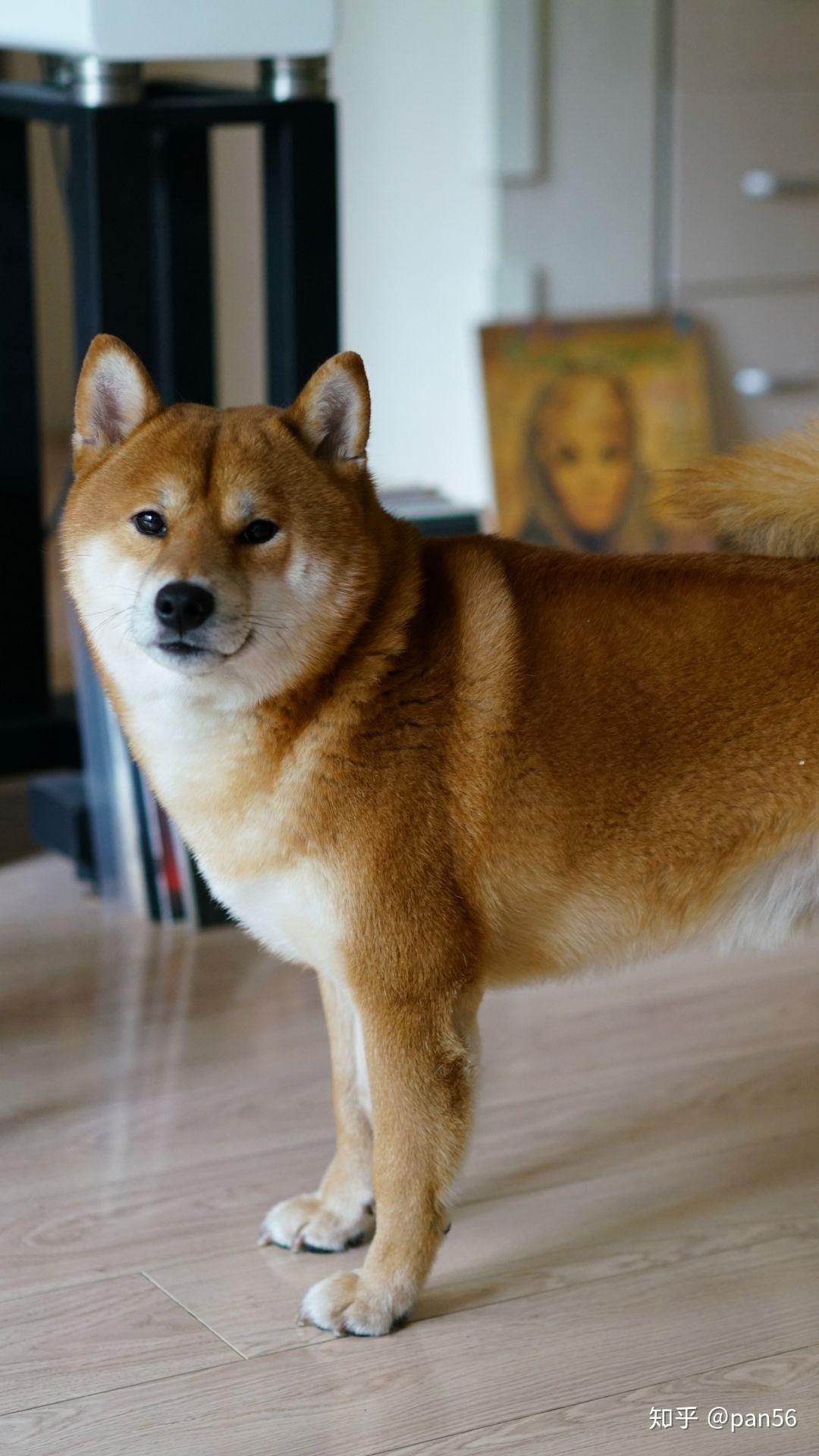 第一次公寓养狗柴犬会是个好的选择吗