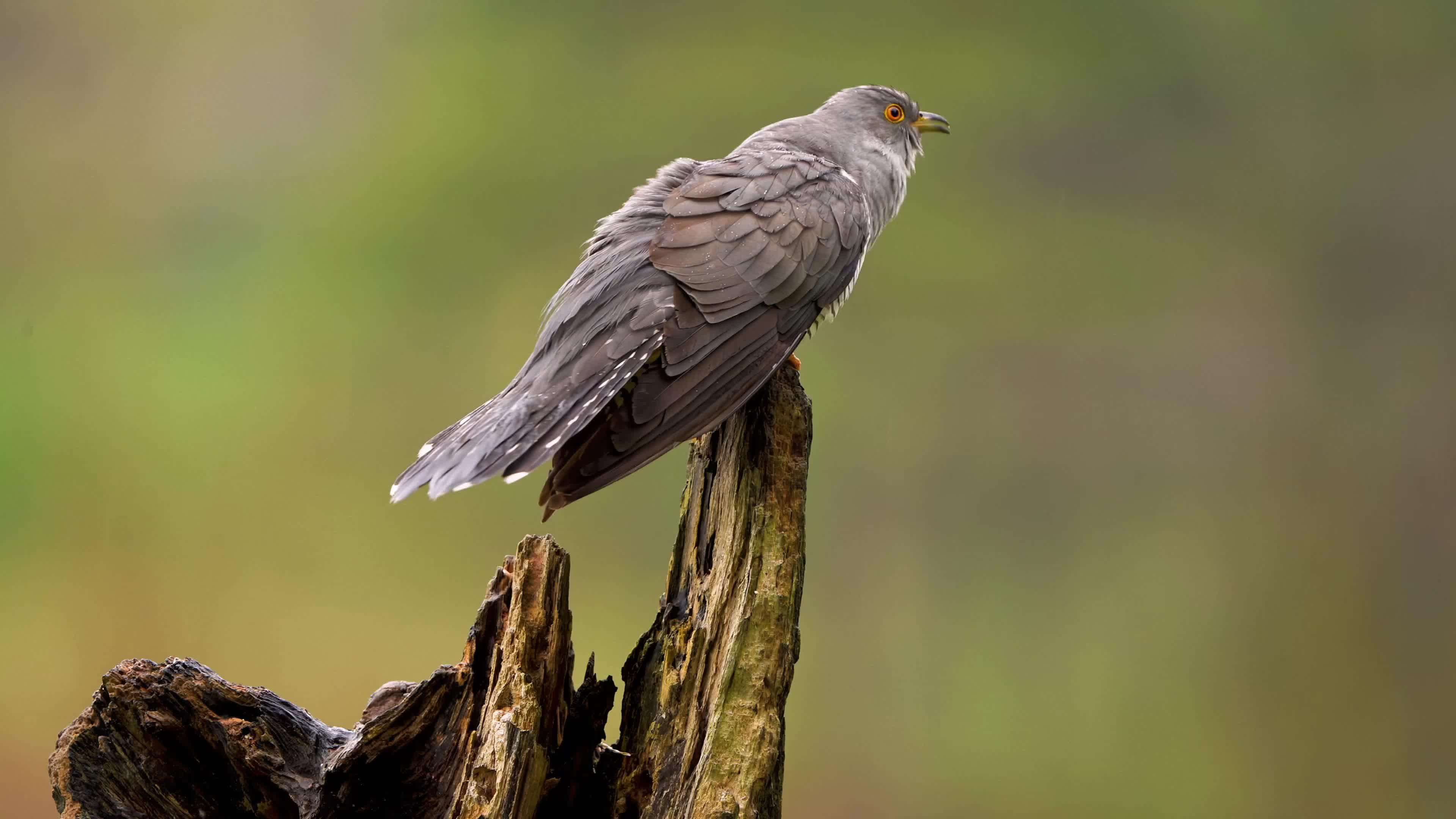 原来布谷鸟长这样,常听其声不见其鸟,今天终于拍到啦! - 知乎
