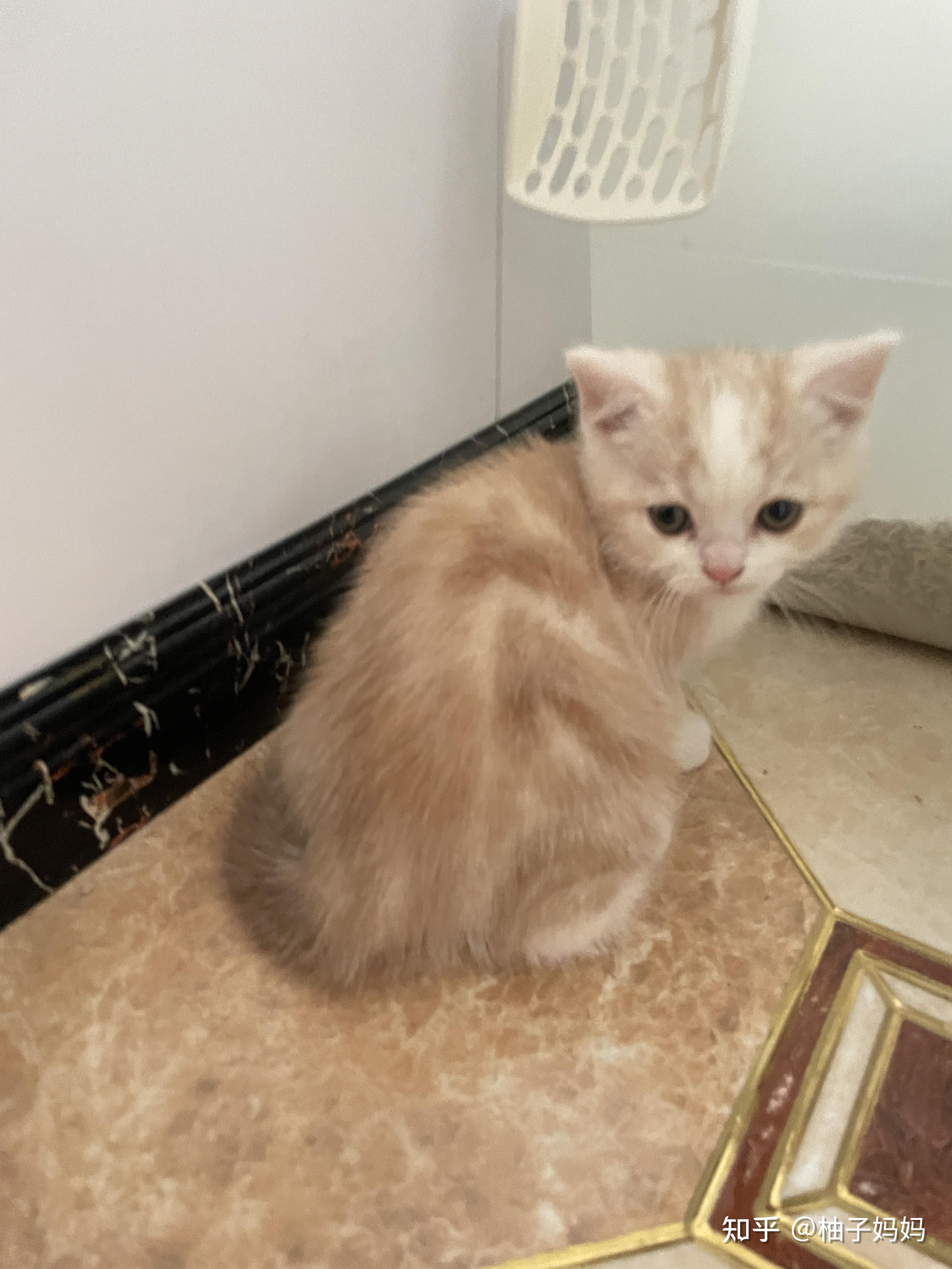 淡黄色美短是怎么回事? - 知乎