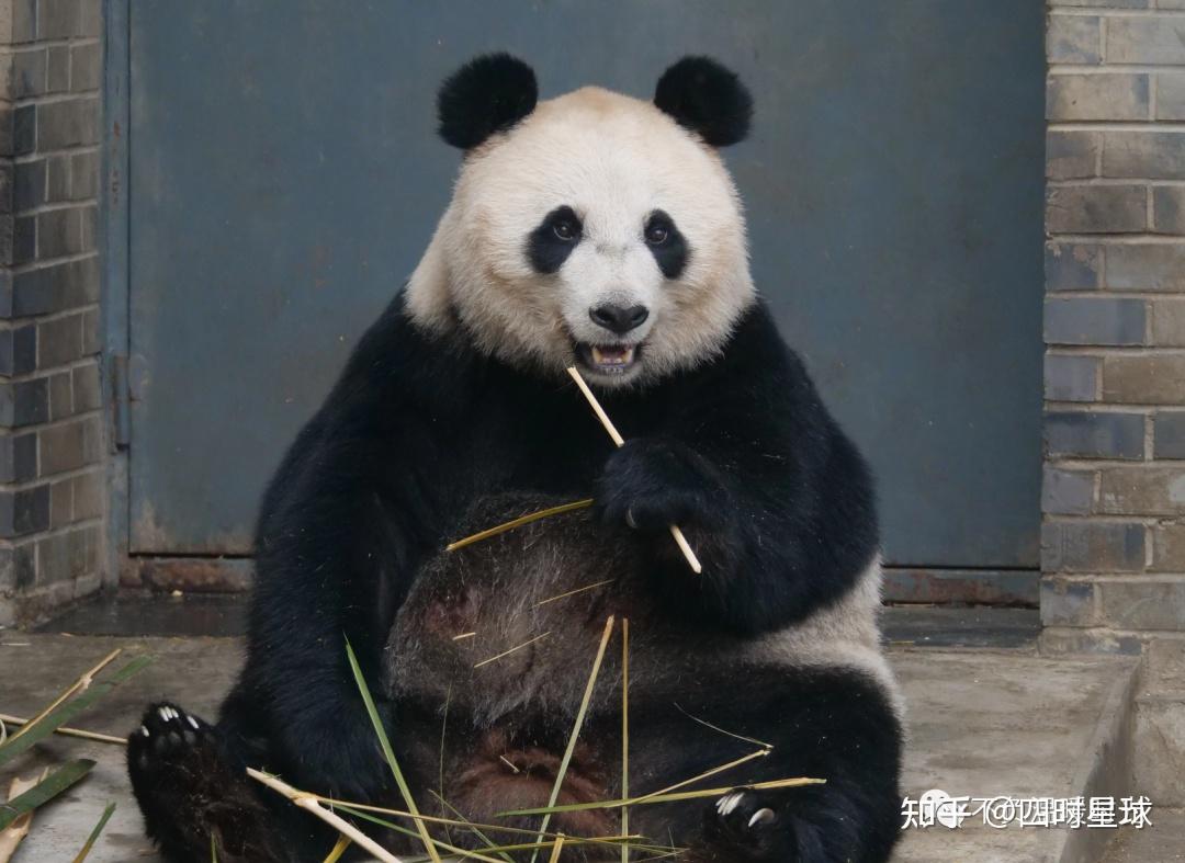 大熊猫包包与兜兜是乔家皇太子