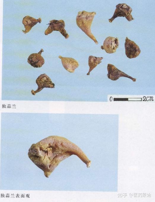 带你识别山慈菇 - 知乎