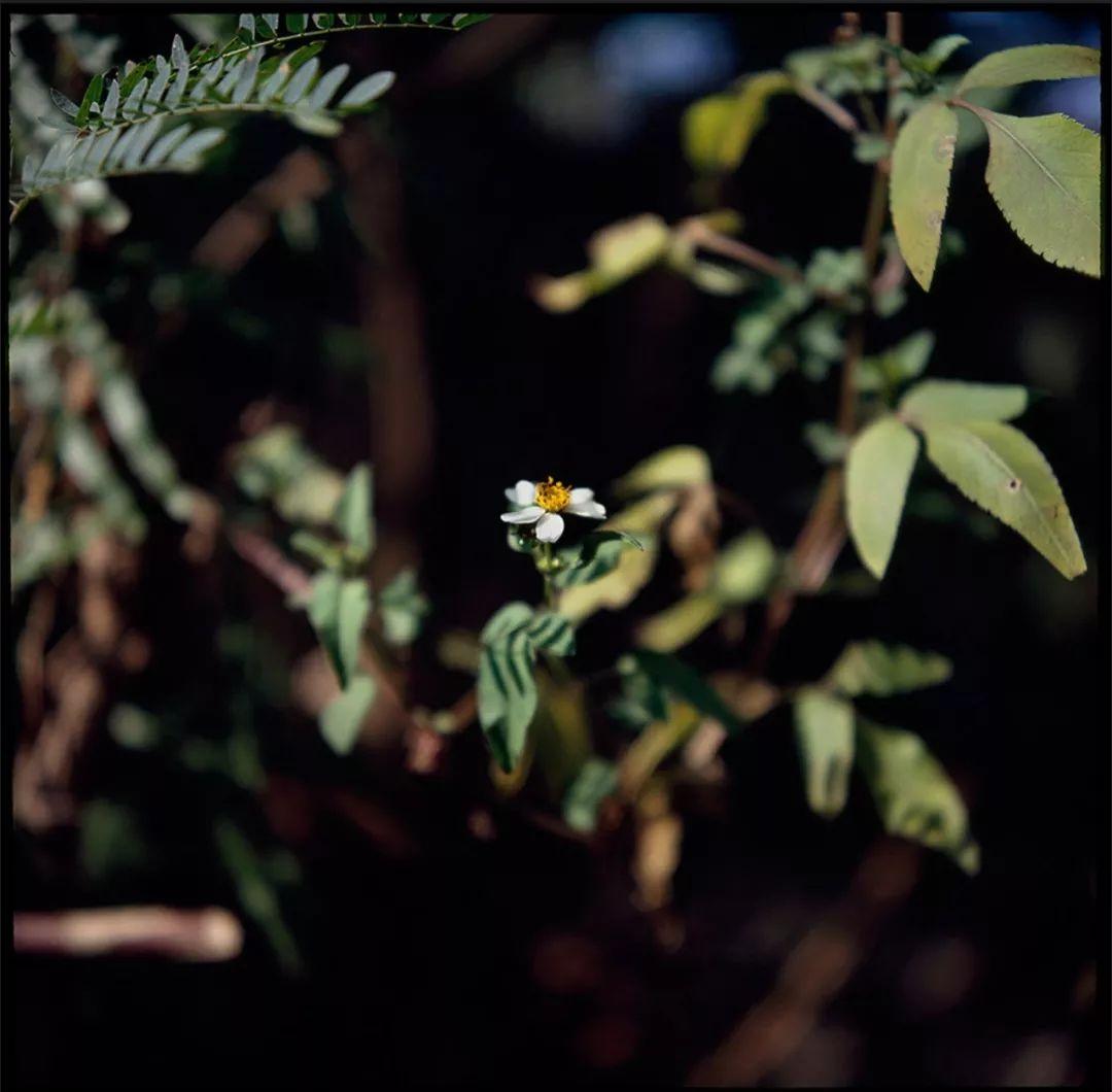 如何评价郑中基的摄影水平?-郑中基的摄影