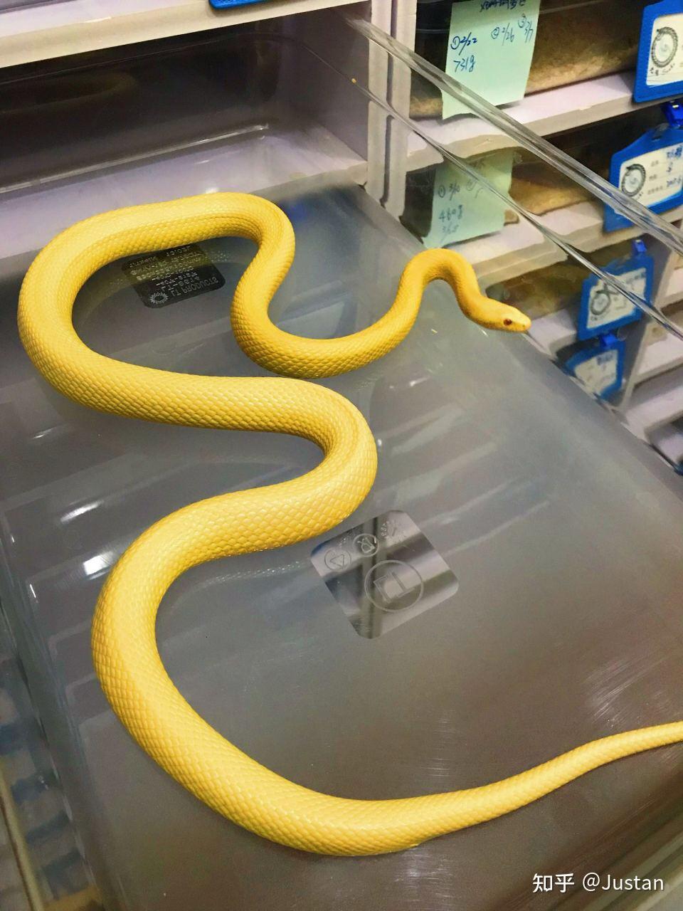 在学校看到一条金黄色的蛇,百度不出来请问有谁知道是什么蛇吗?