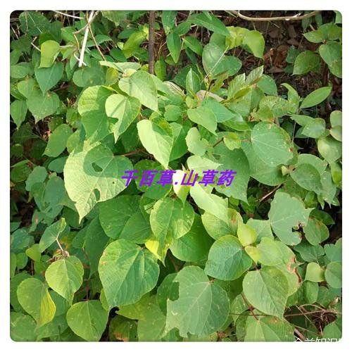 红心草的功效与作用 - 知乎