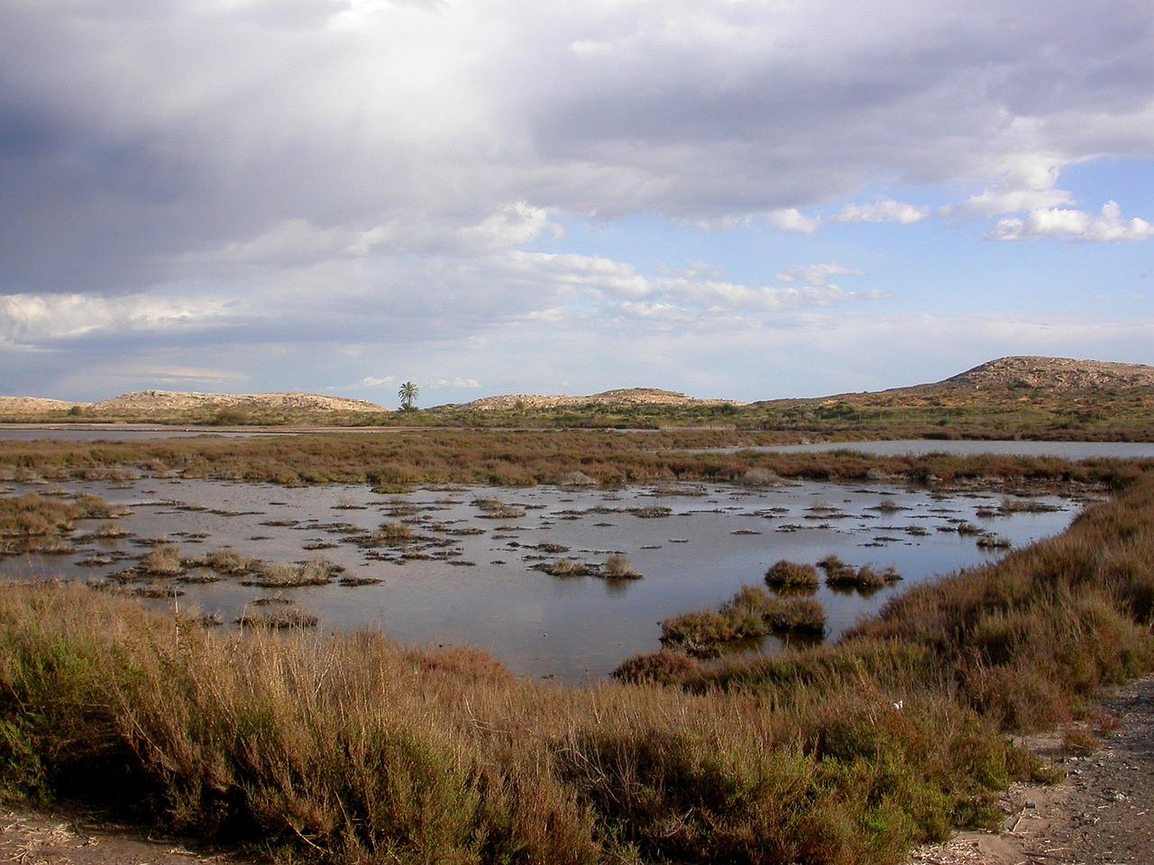 野生动物的家园探秘