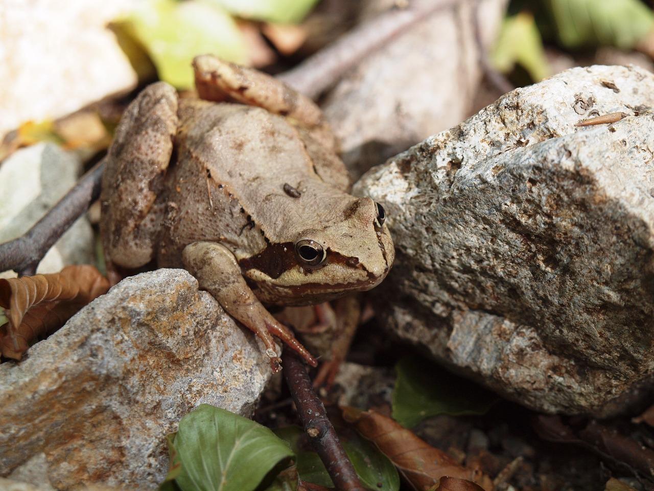 人若狐狸,机智狡猾