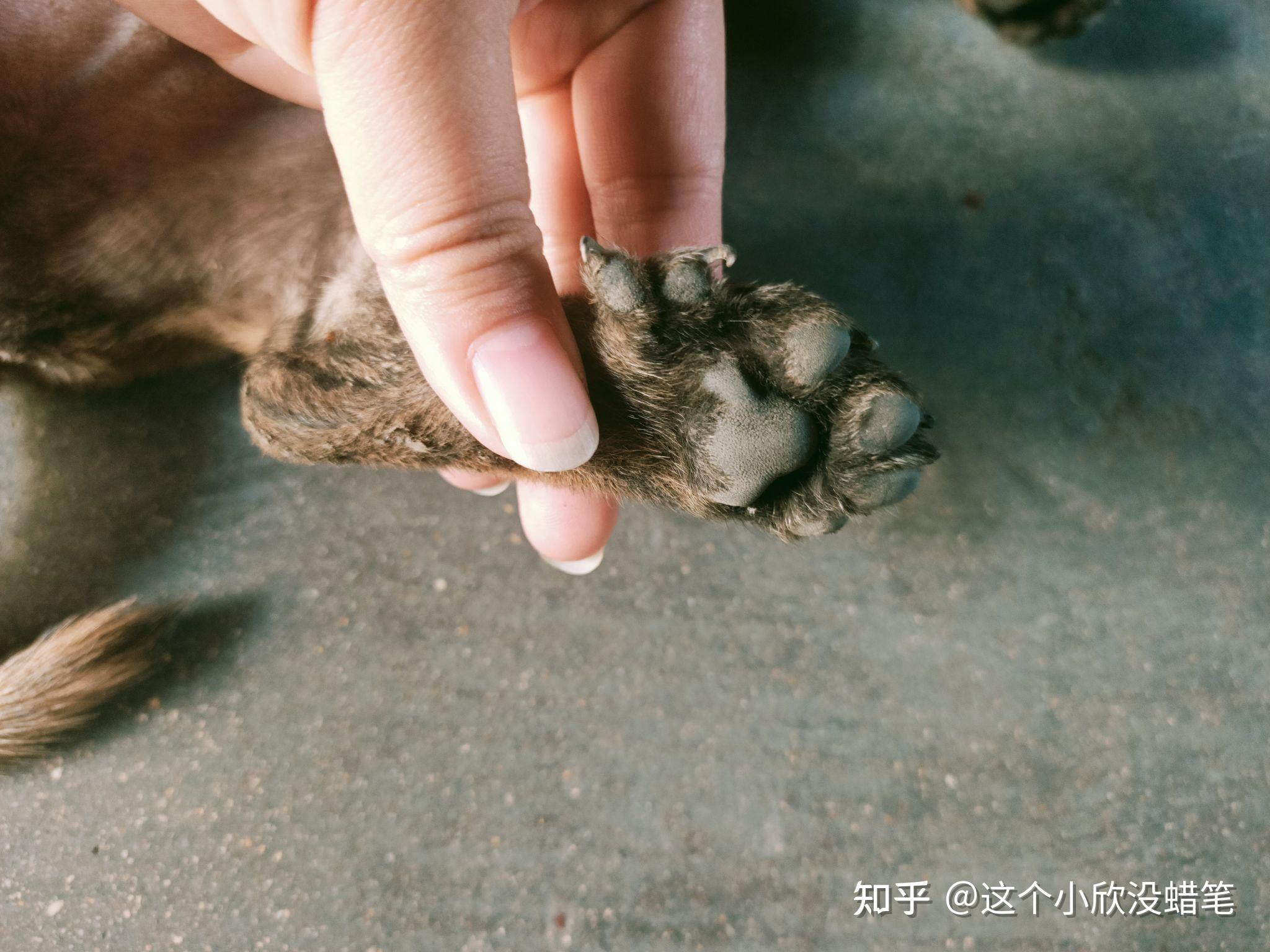 这样的狗是不是不吉利后面的爪子有六个脚趾