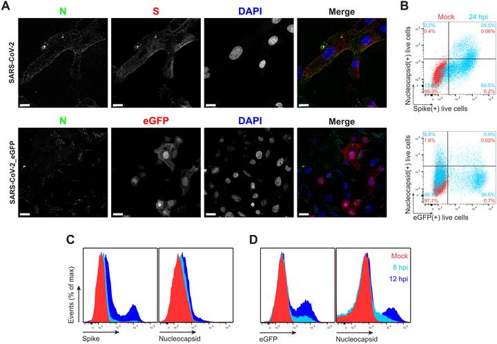 Science Advances|细胞表面SARS-CoV-2核衣壳蛋白调节先天性和适应性