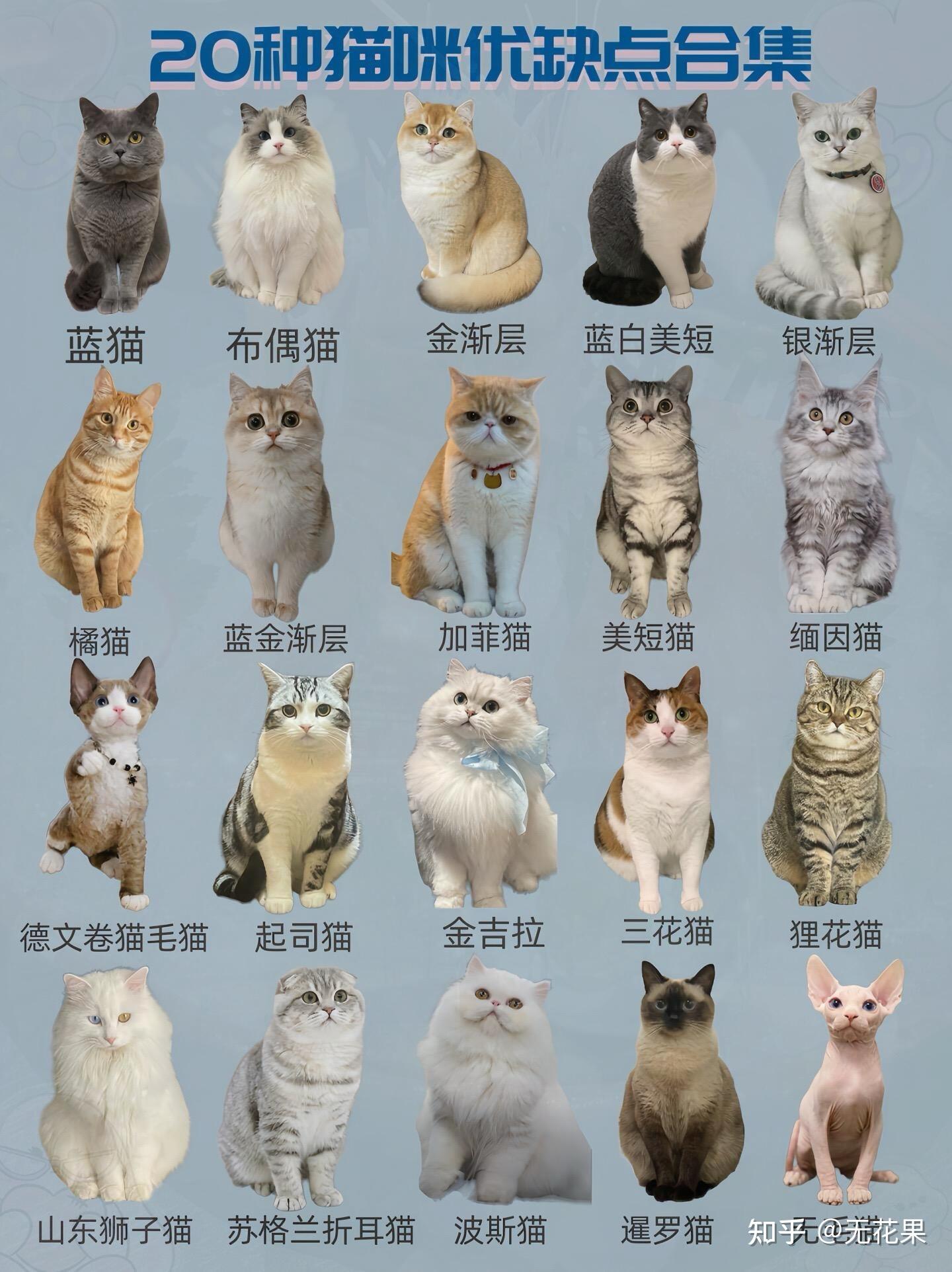 宠物猫要如何区分品种?