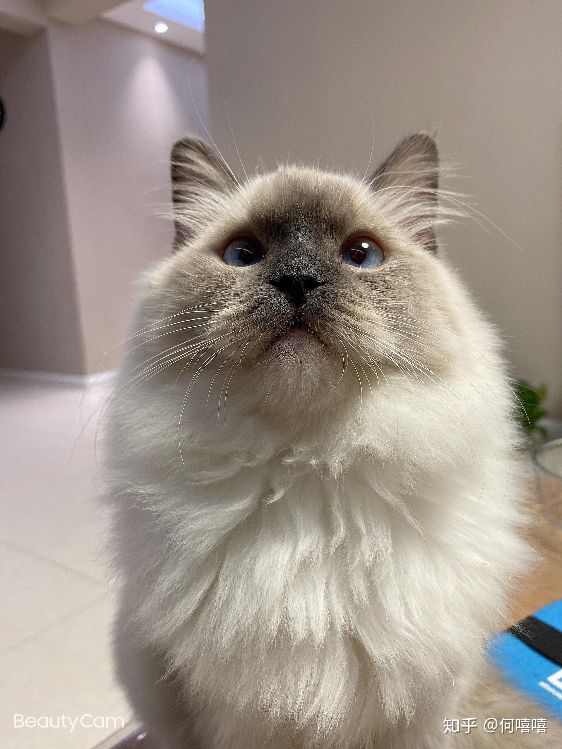 你见过颜值最高的蓝手套色布偶猫是什么样子