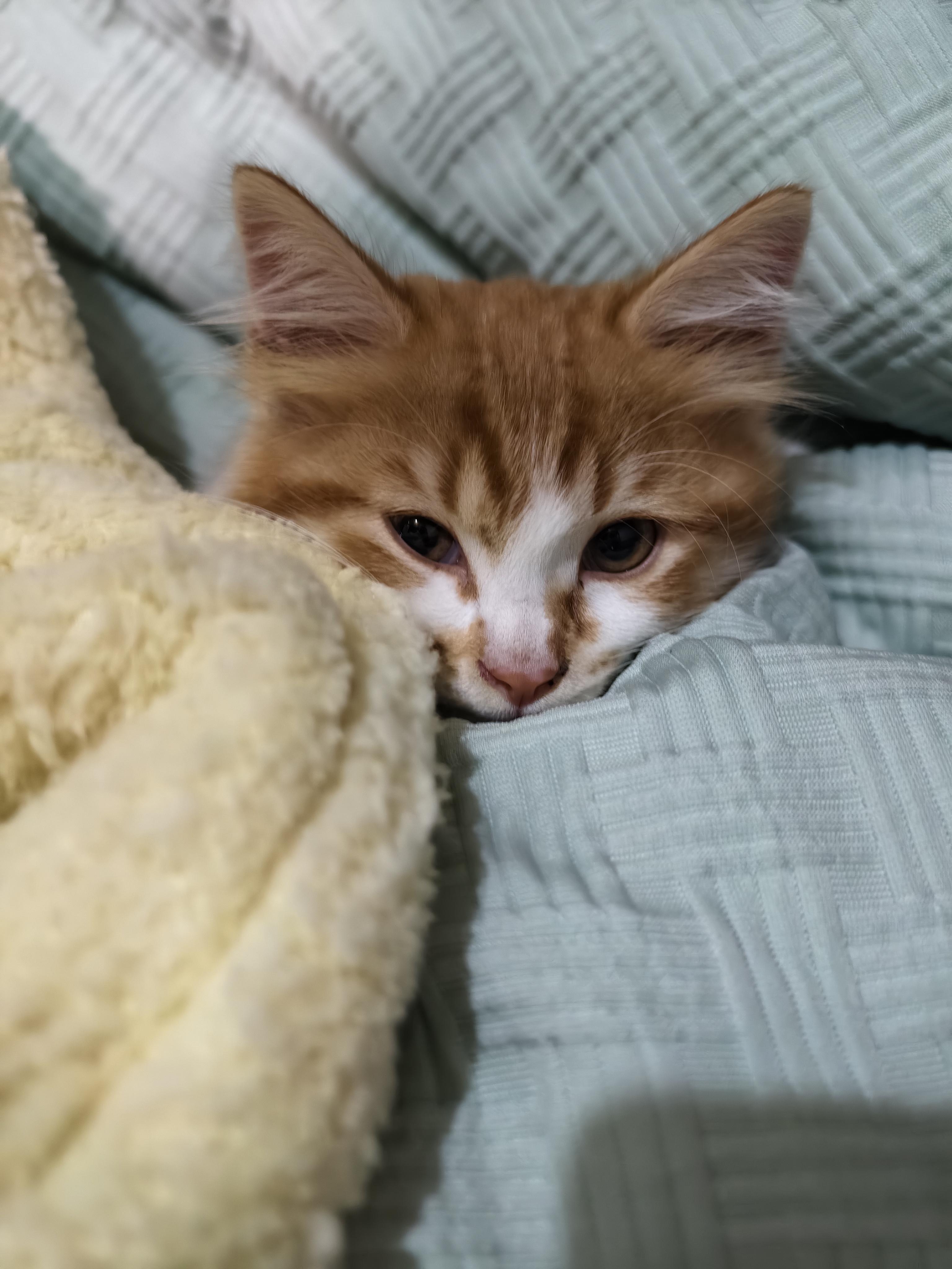 可以分享一张你家猫睡觉的照片吗?