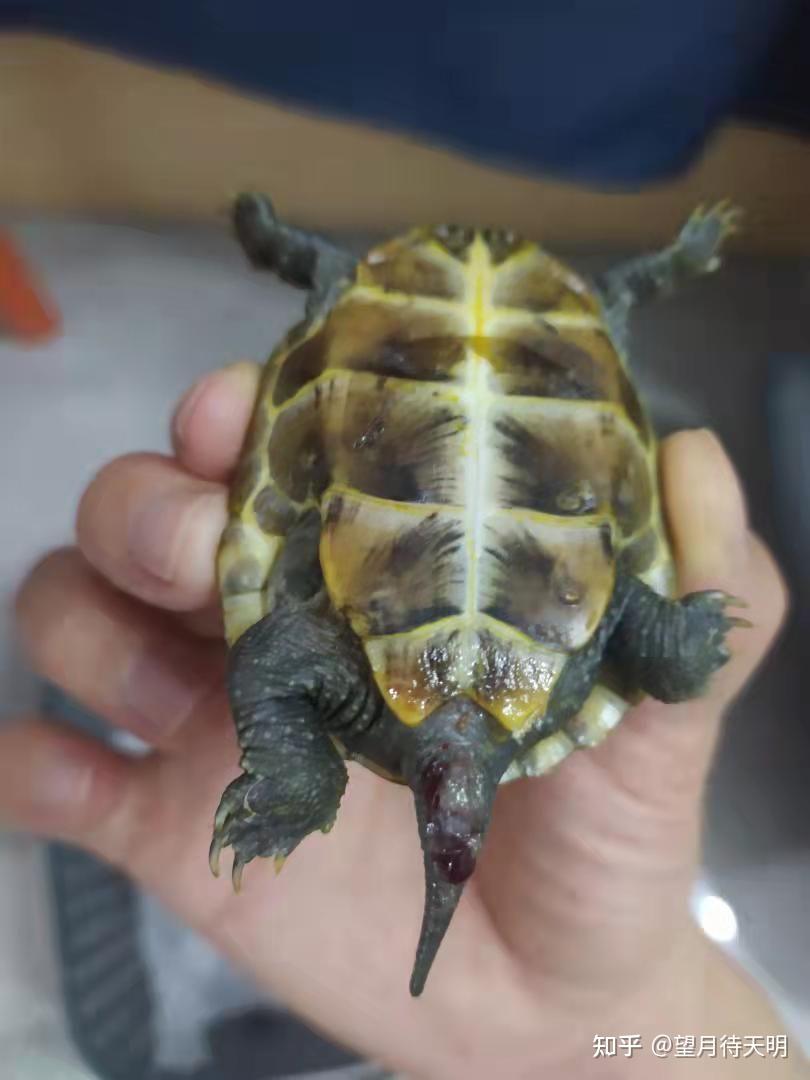 乌龟脱肛怎么办