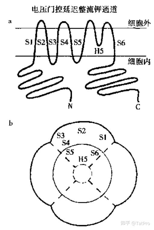电压门控钾离子通道究竟是怎么打开的(请务必参考问题描述)? - 知乎