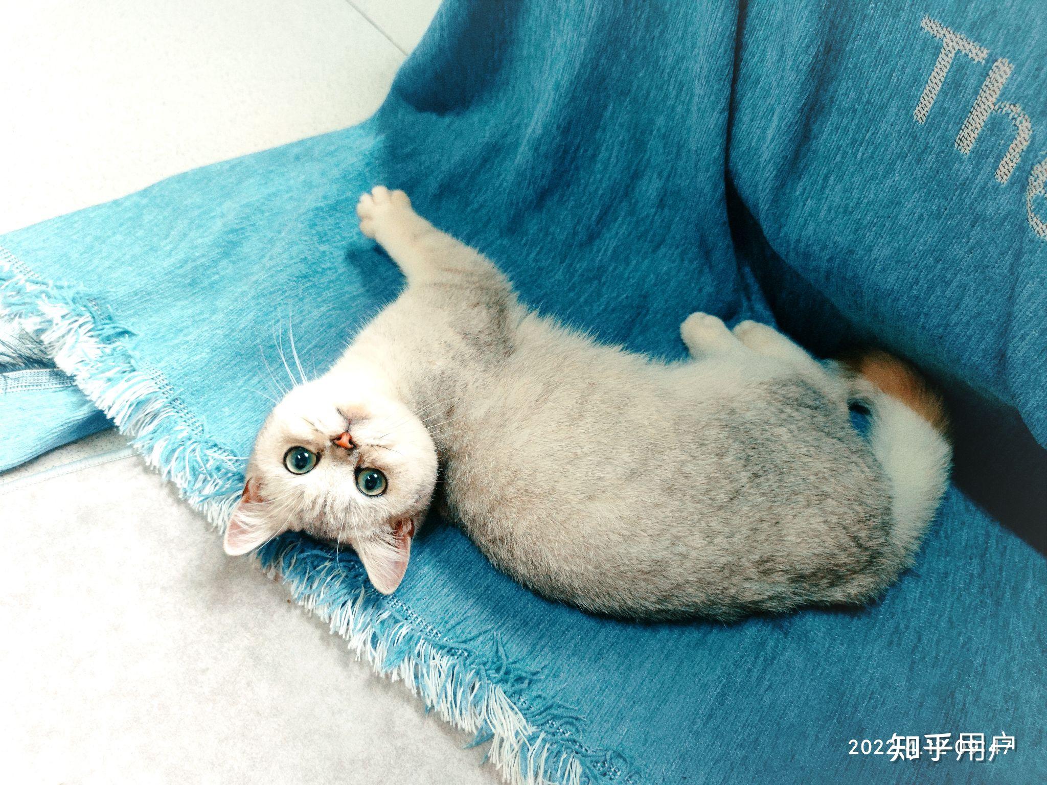 可以通过家养猫繁育挣钱吗? - 知乎