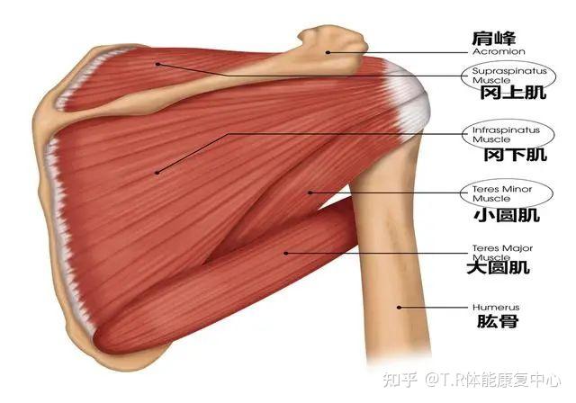 知乎