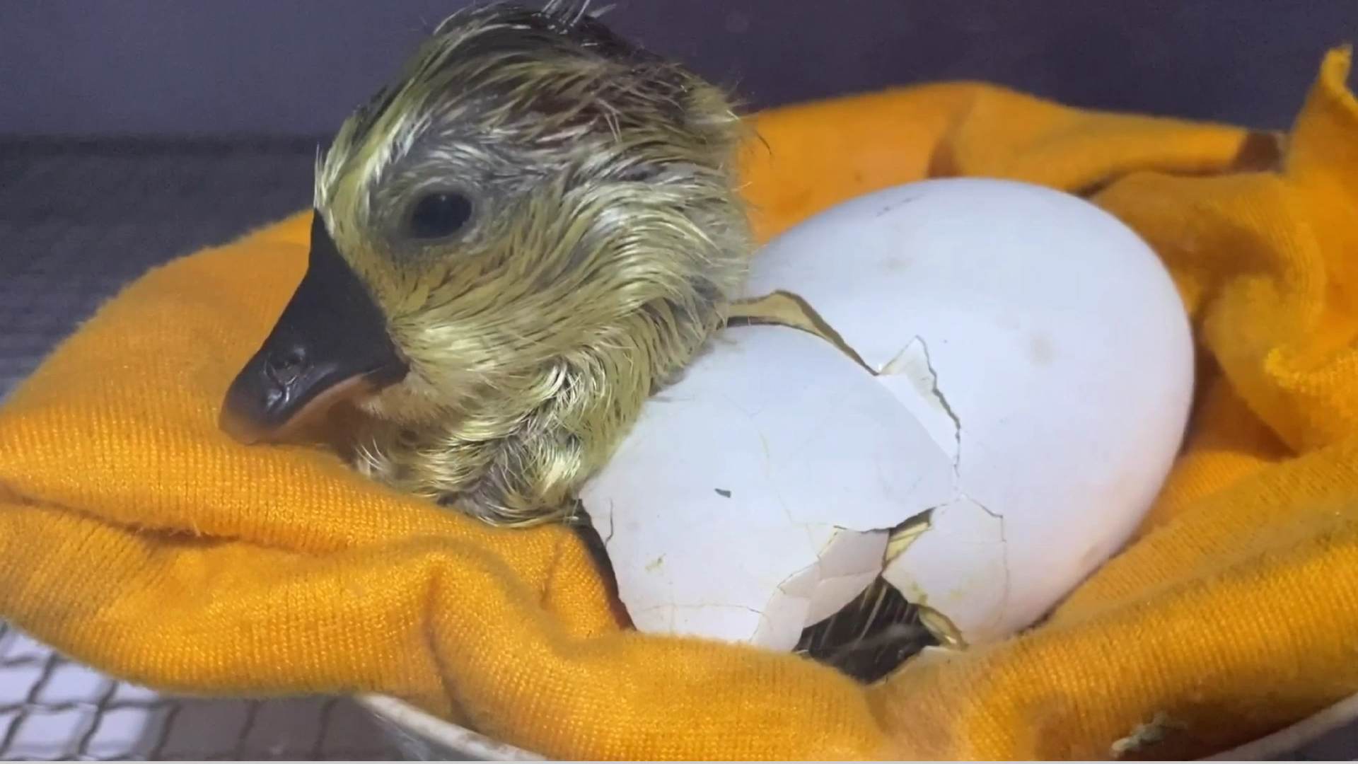 耗时一个月记录下小鹅出壳全过程