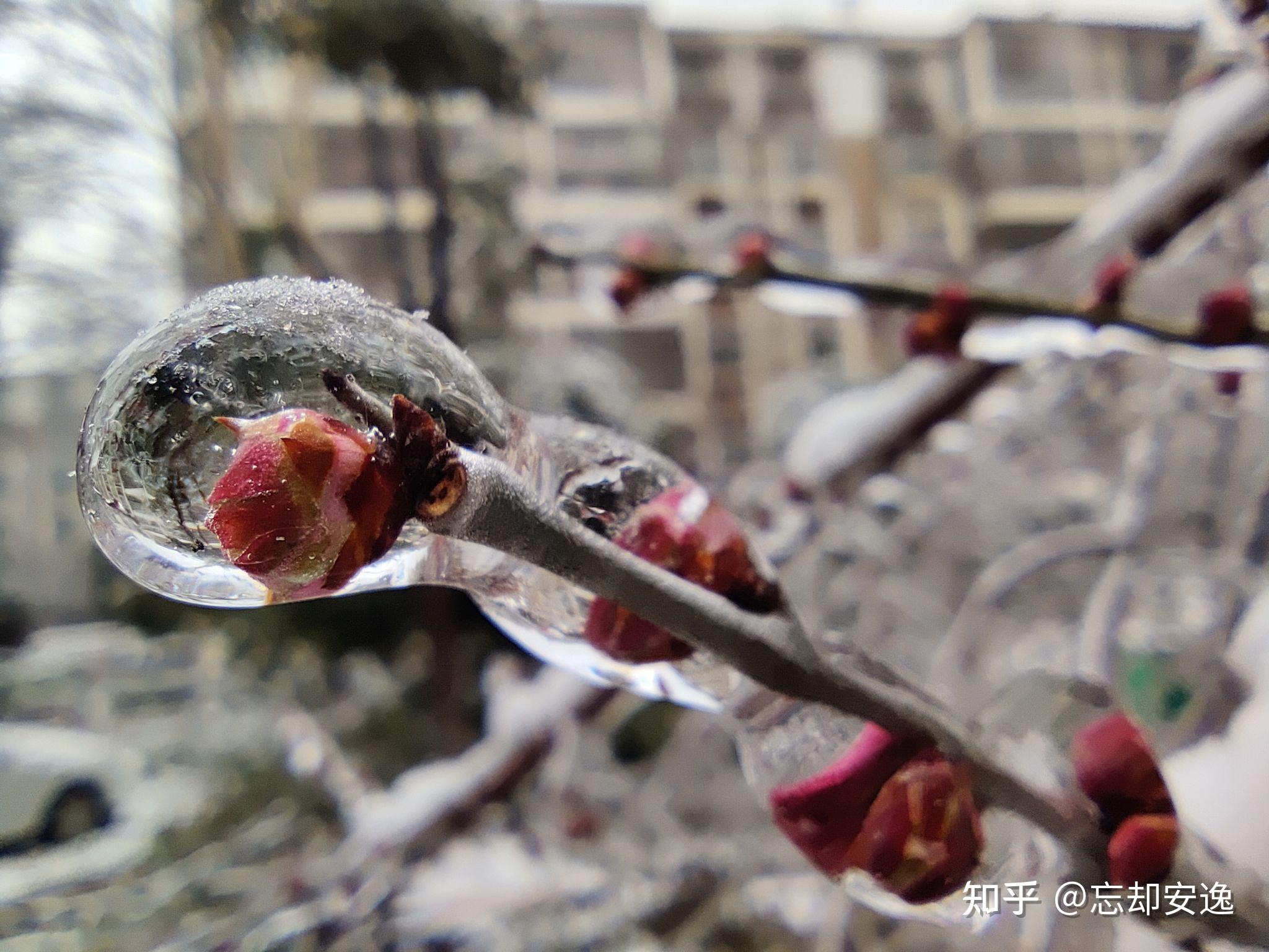 冻雨 唯美图片