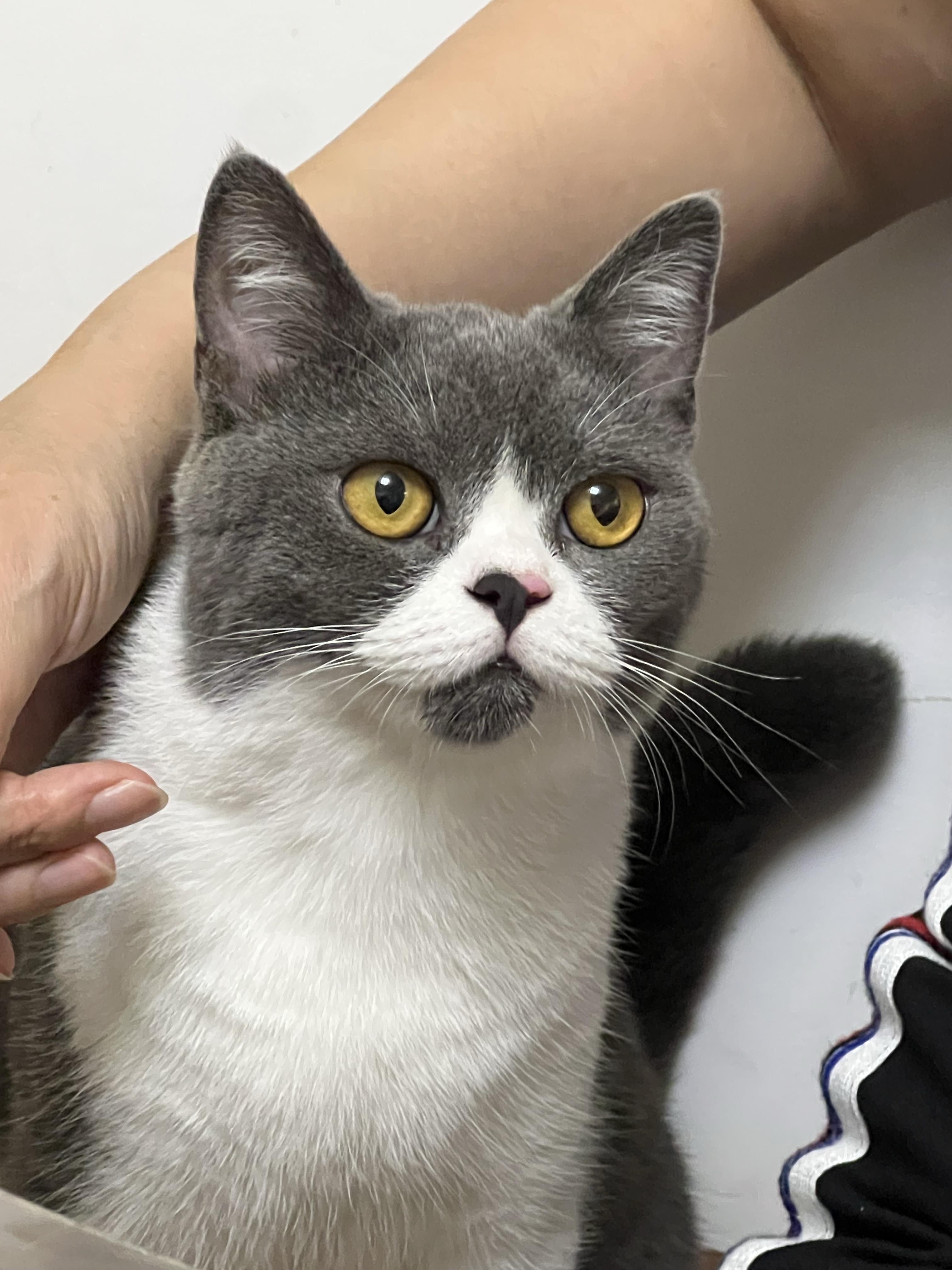 现在四个月大,是只蓝白英短母猫,大家知道为什么她脸这么尖么,以后会