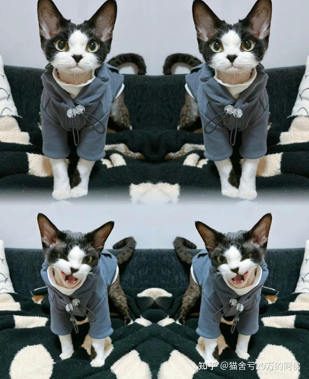 德文卷毛猫到底好不好养?为什么那么多人喜欢德文猫? - 知乎