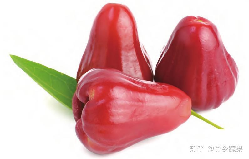 莲雾是什么?它的果实为什么这么甜? - 知乎